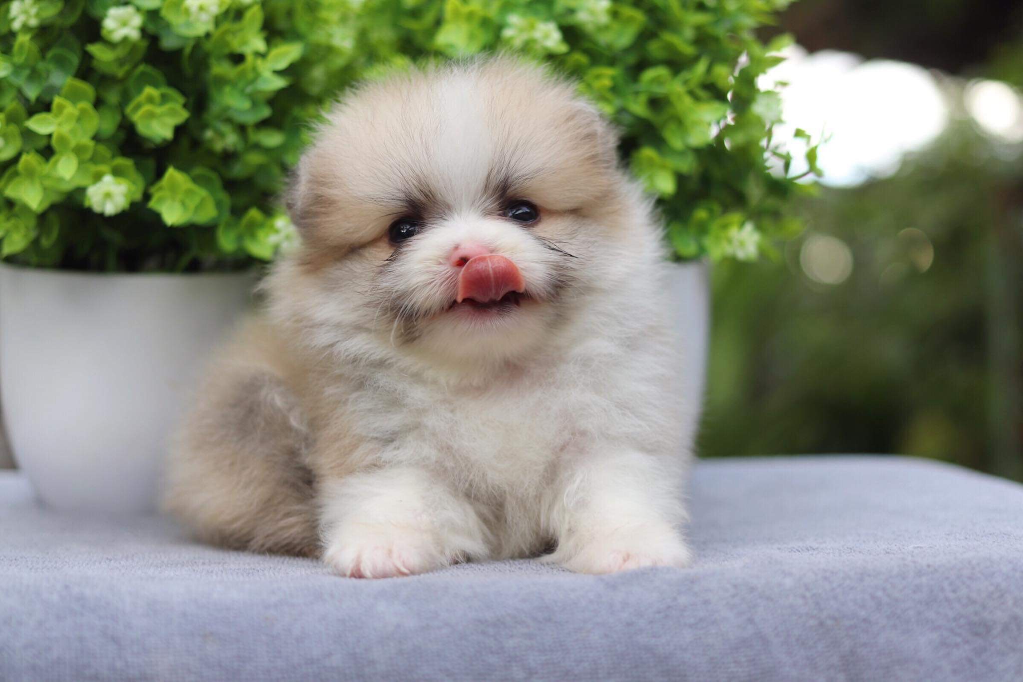 ปอมเมอเรเนียน เพศผู้