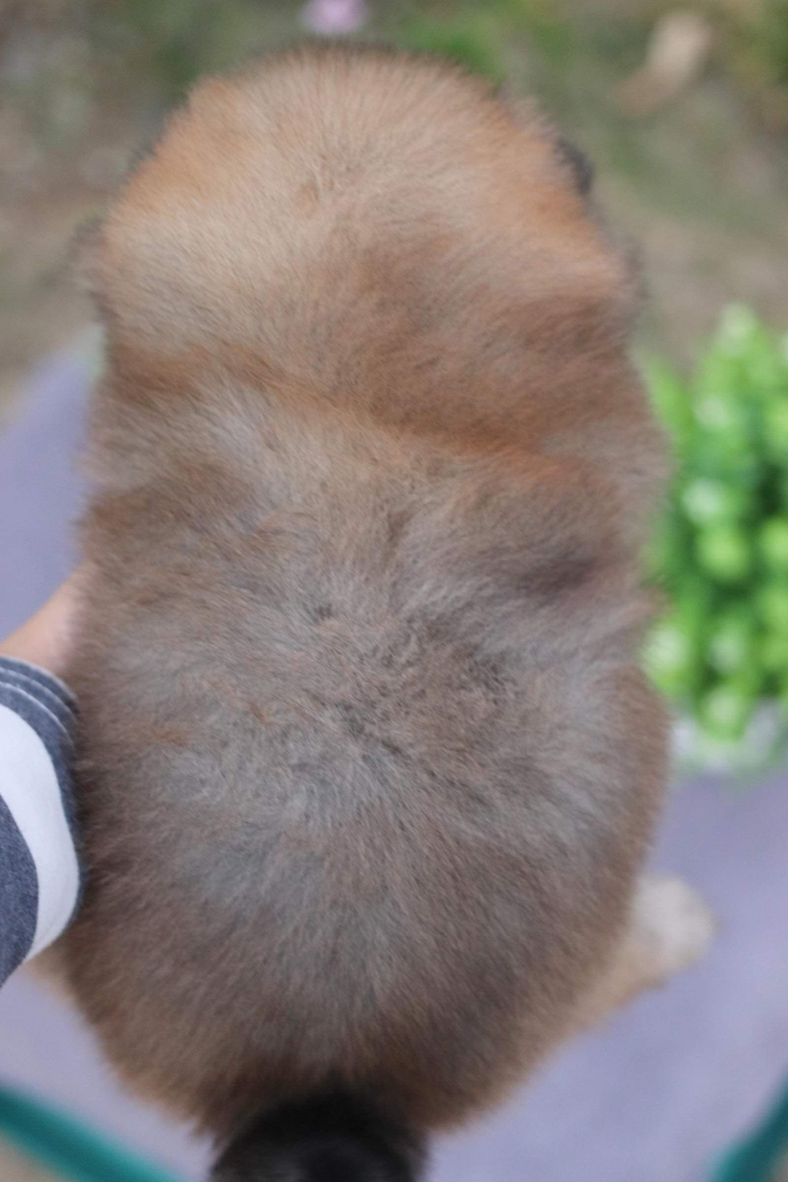 ปอมเมอเรเนียน เพศเมีย