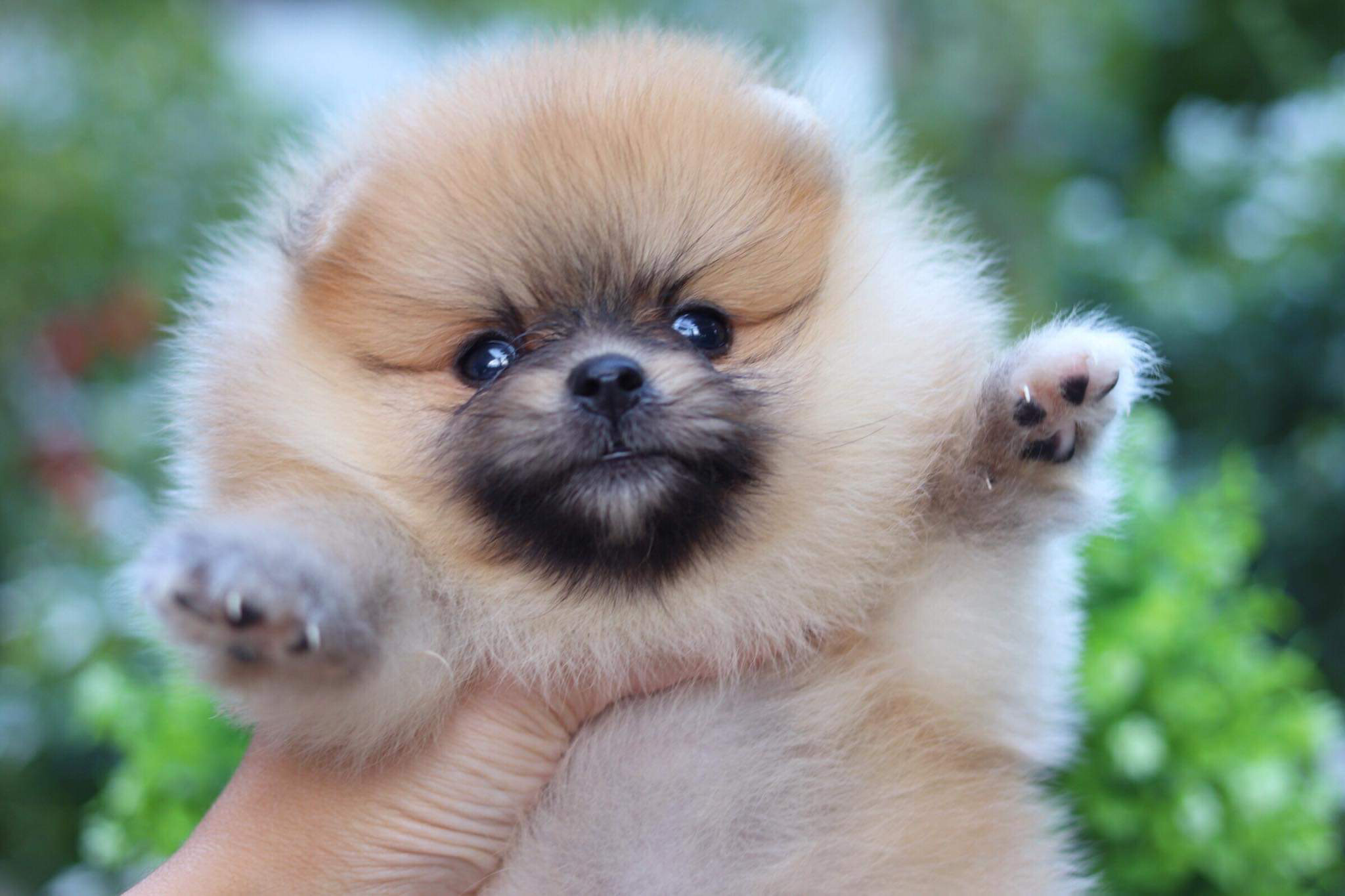 ปอมเมอเรเนียน เพศเมีย