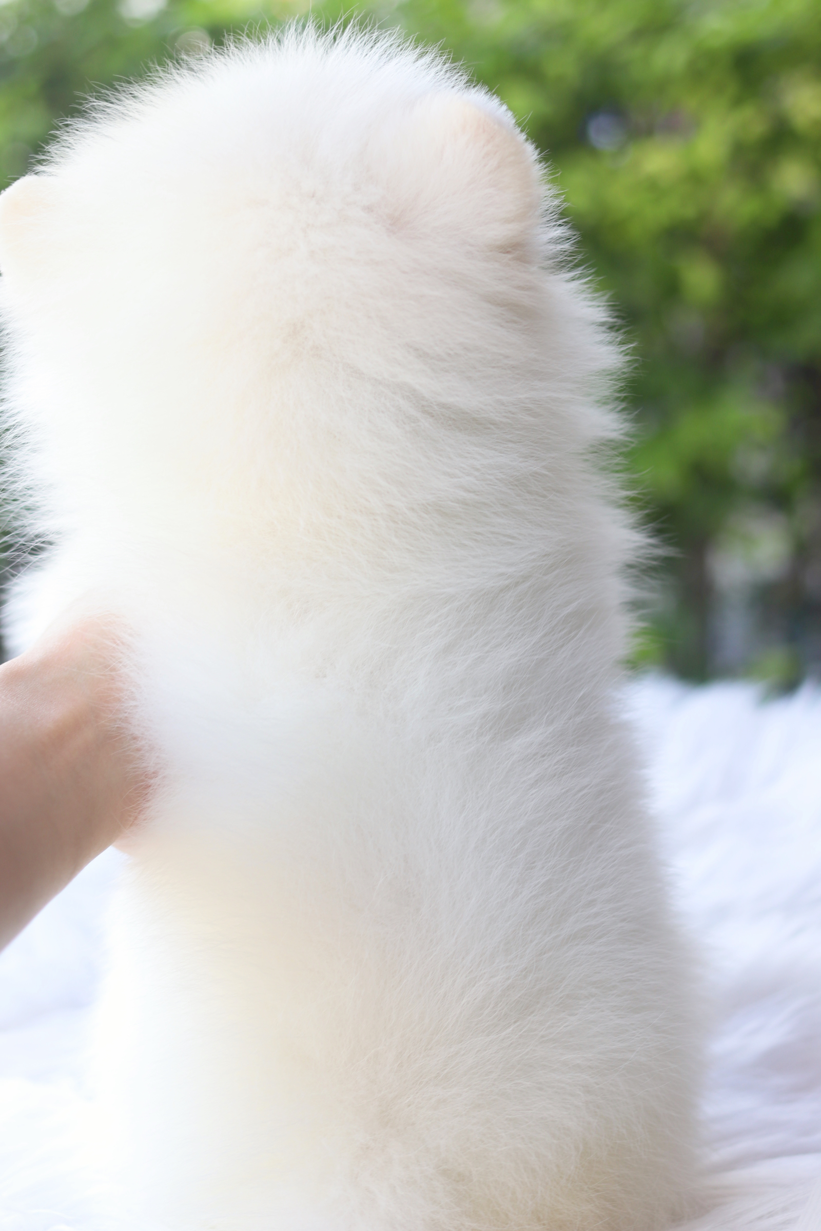 ปอมเมอเรเนียน เพศเมียสีขาวครีม