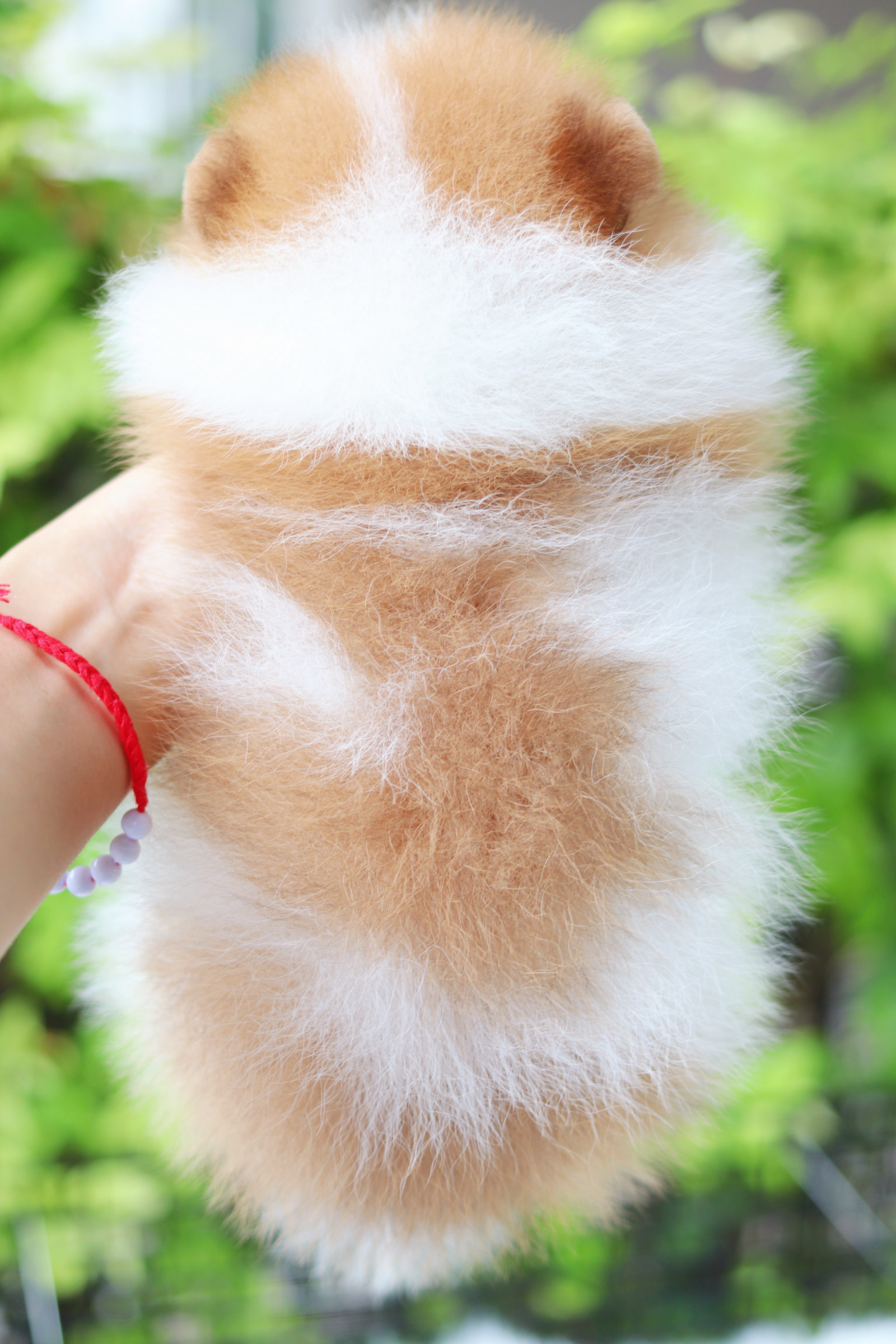 ปอมเมอเรเนียน เพศเมียสีแฟนซี เกรดโชว์