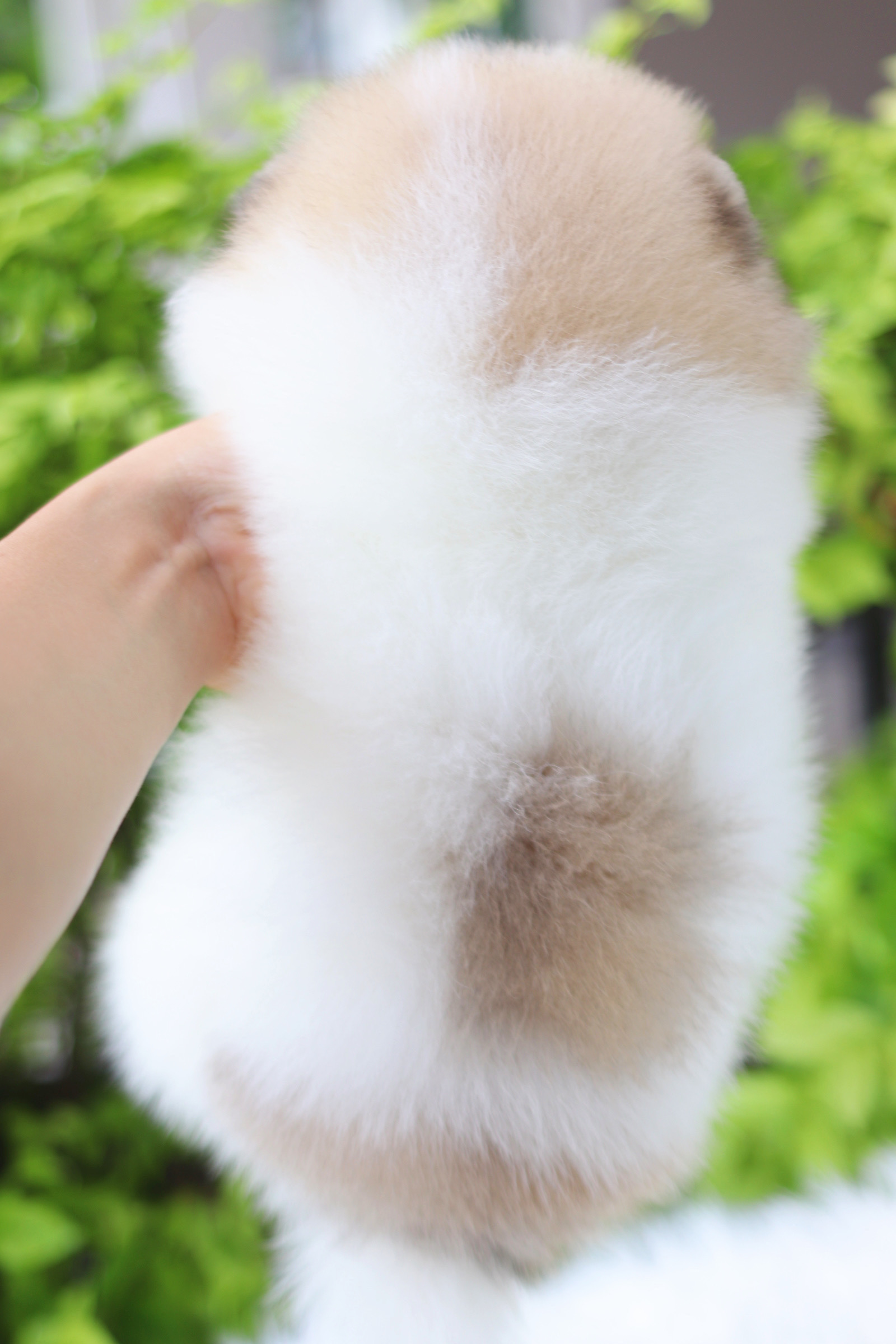 ปอมเมอเรเนียน เพศผู้ สีแฟนซี เกรดโชว์