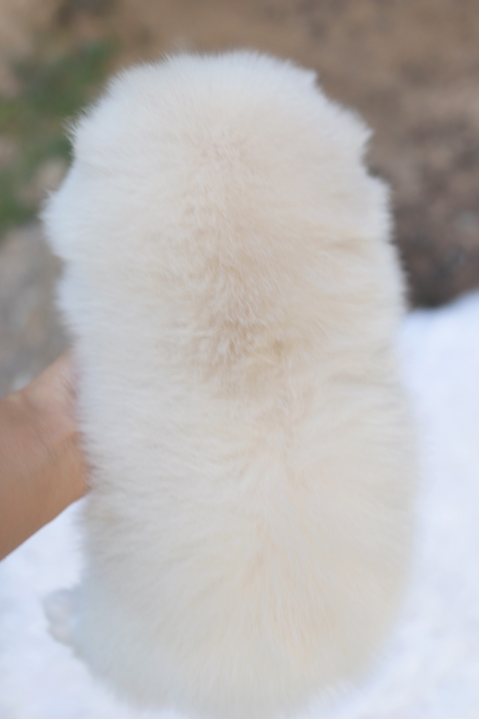 ปอมเมอเรเนียน เพศผู้ ขาวครีม