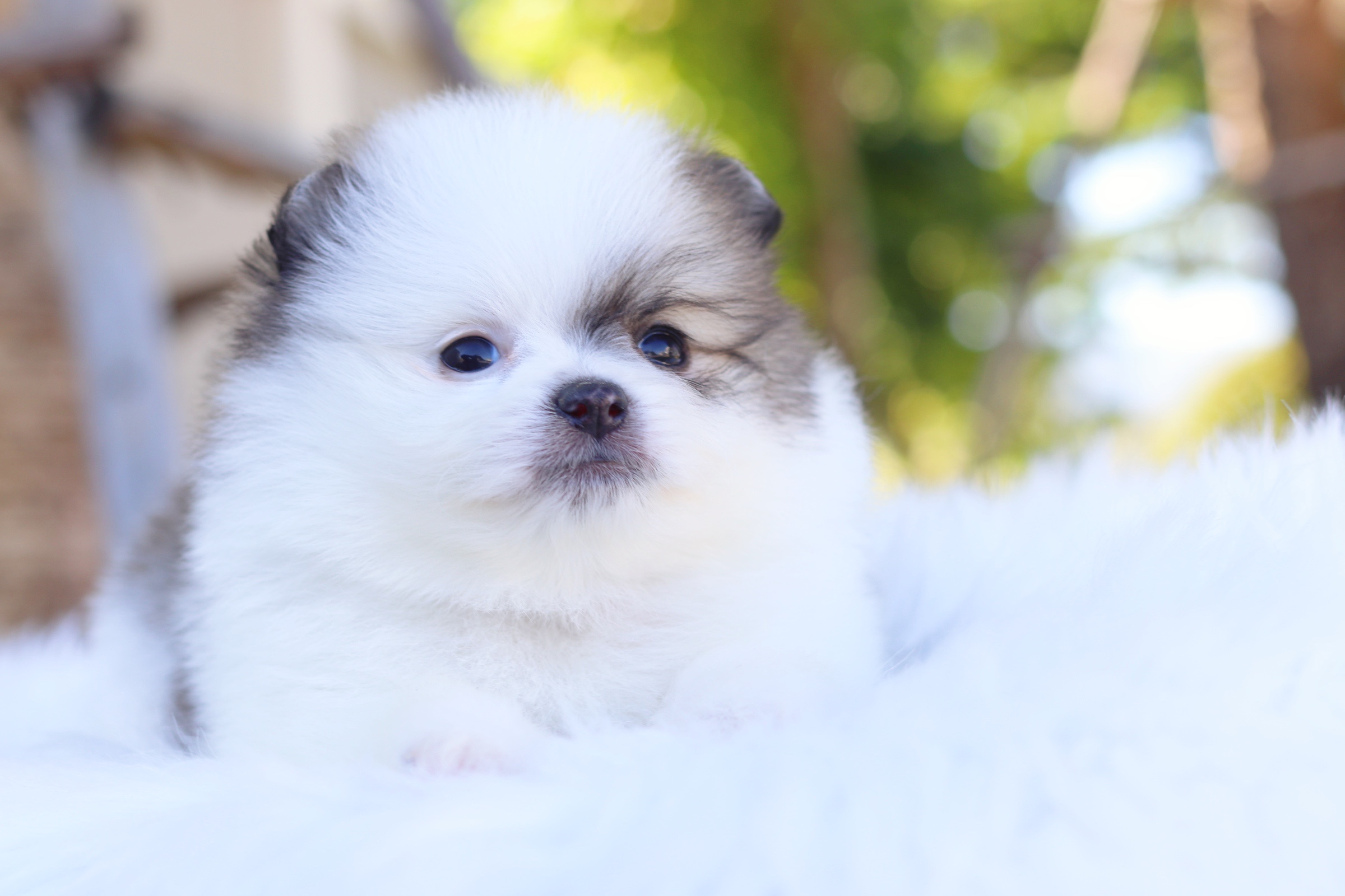 ปอมเมอเรเนียน เพศผู้ สีแฟนซี