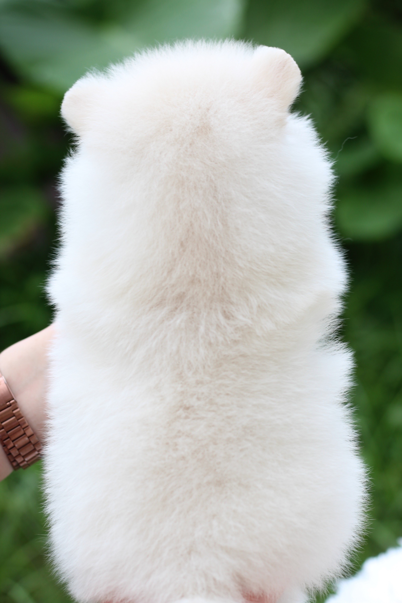 ปอมเมอเรเนียน เพศเมียขาวครีม