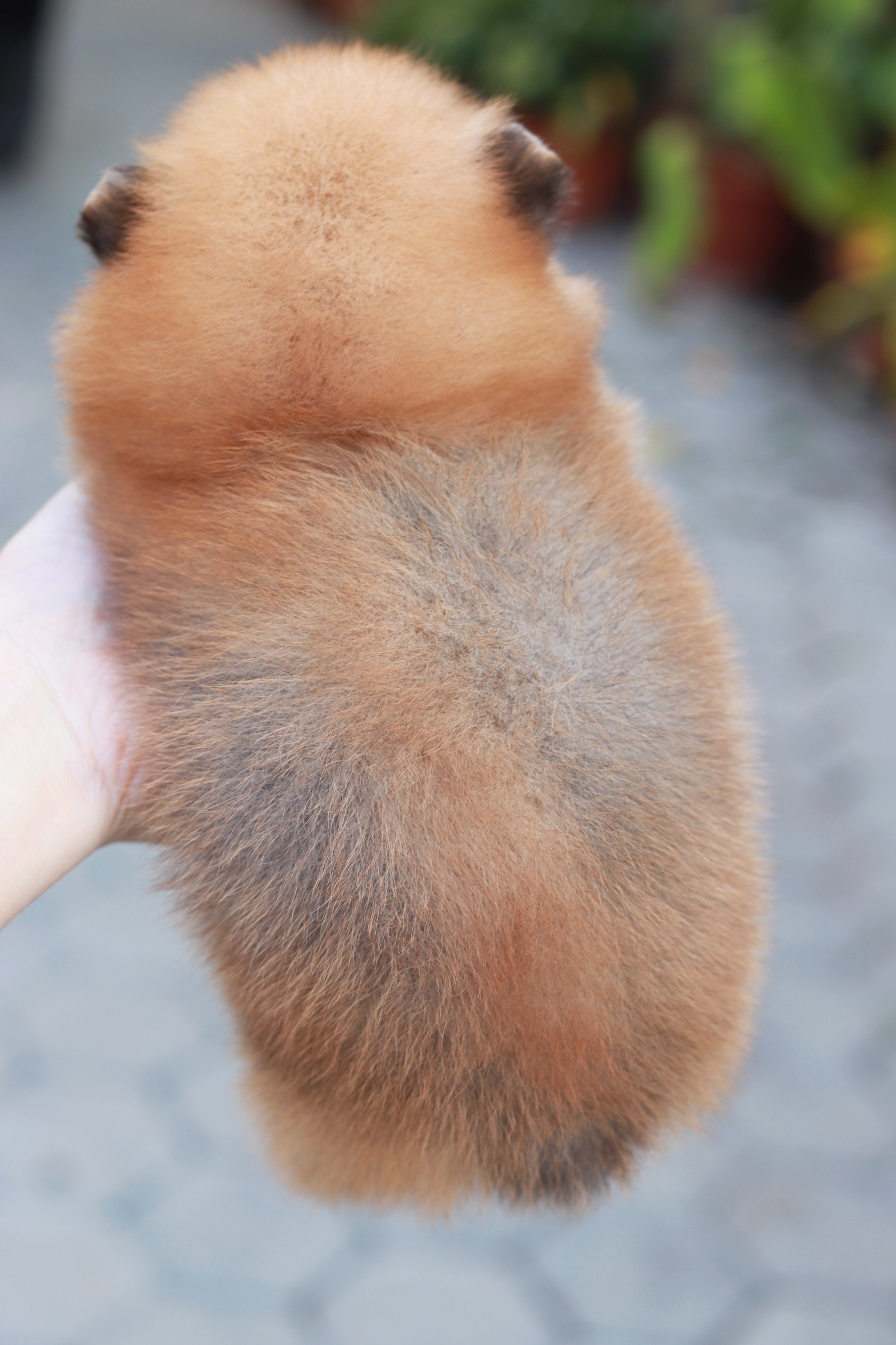 ปอมเมอเรเนียน เพศผู้ สีส้ม