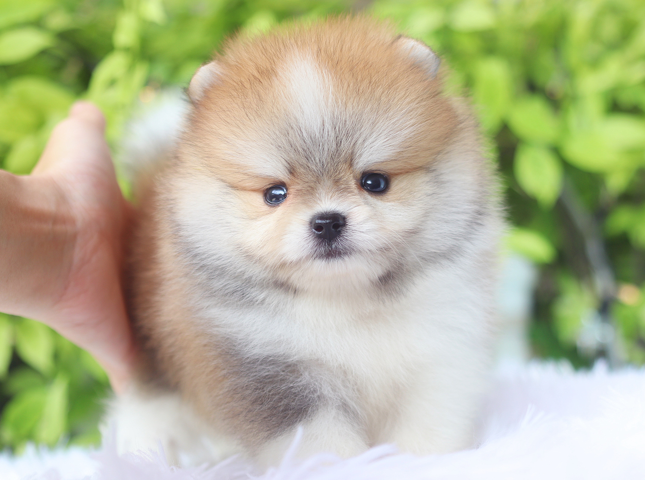 ปอมเมอเรเนียน เพศผู้ สีแฟนซีเกรดโชว์