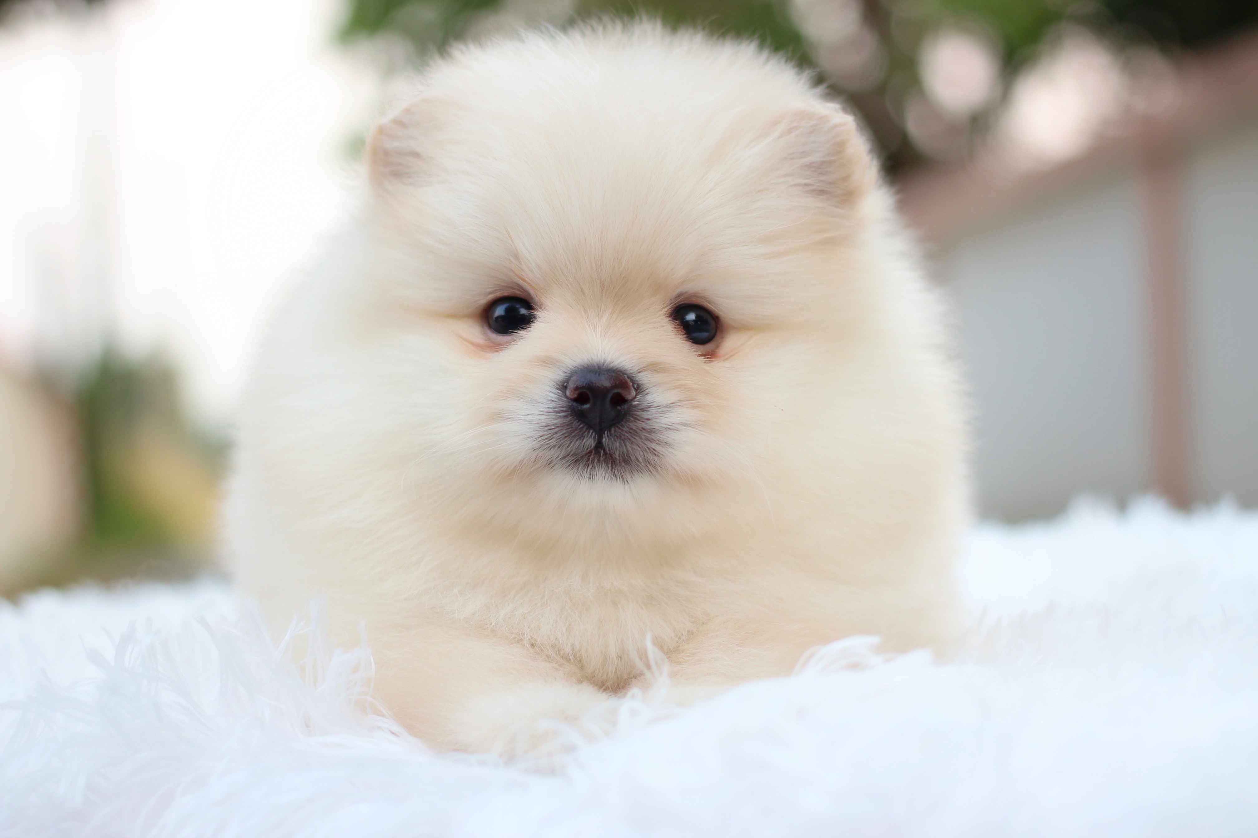 ปอมเมอเรเนียน เพศผู้ สีขาวครีม