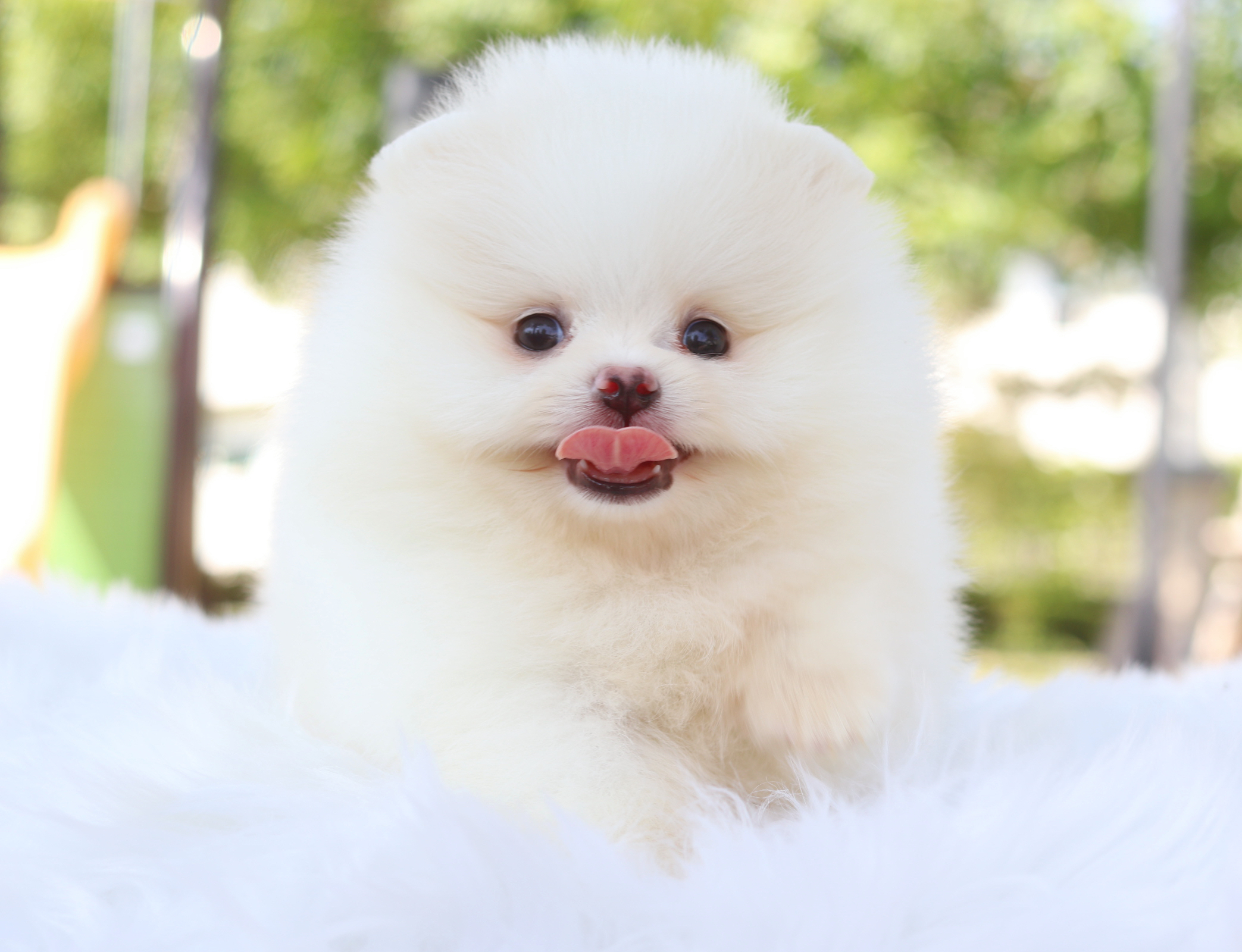 ปอมเมอเรเนียน เพศผู้สีขาวครีม เกรดโชว์