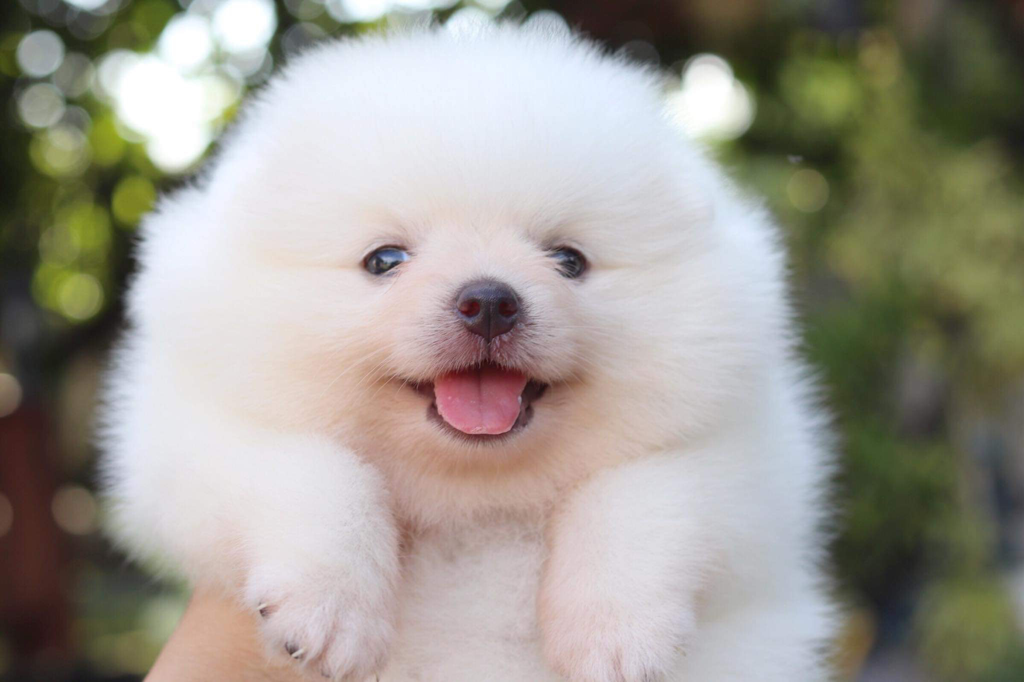 ปอมเมอเรเนียน เพศเมีย