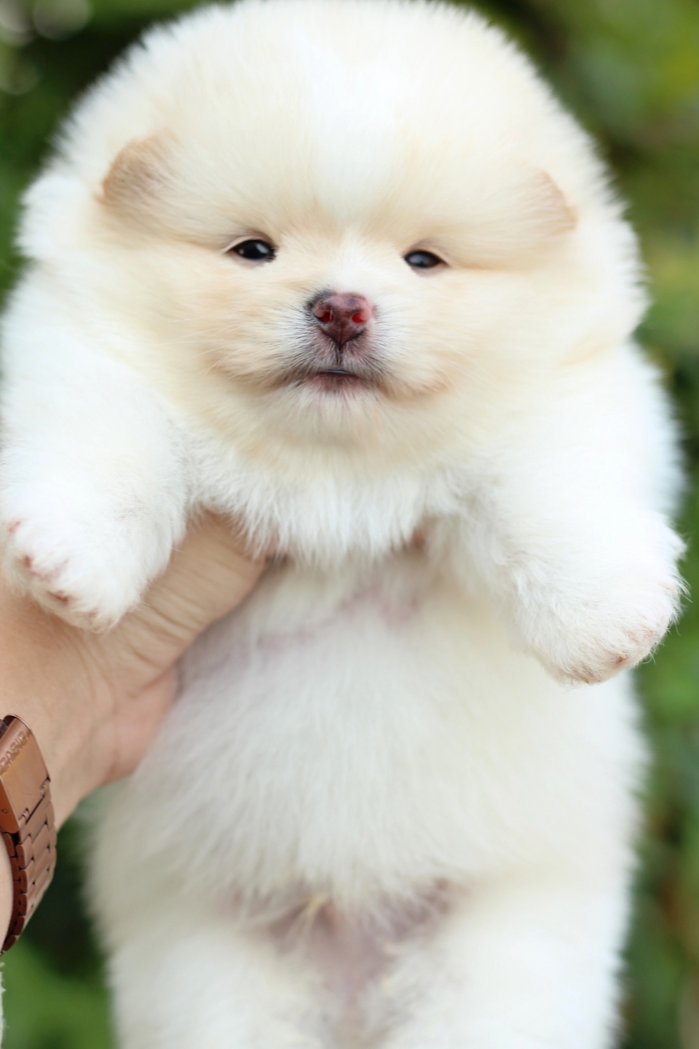 ปอมเมอเรเนียน เพศผู้สีครีม