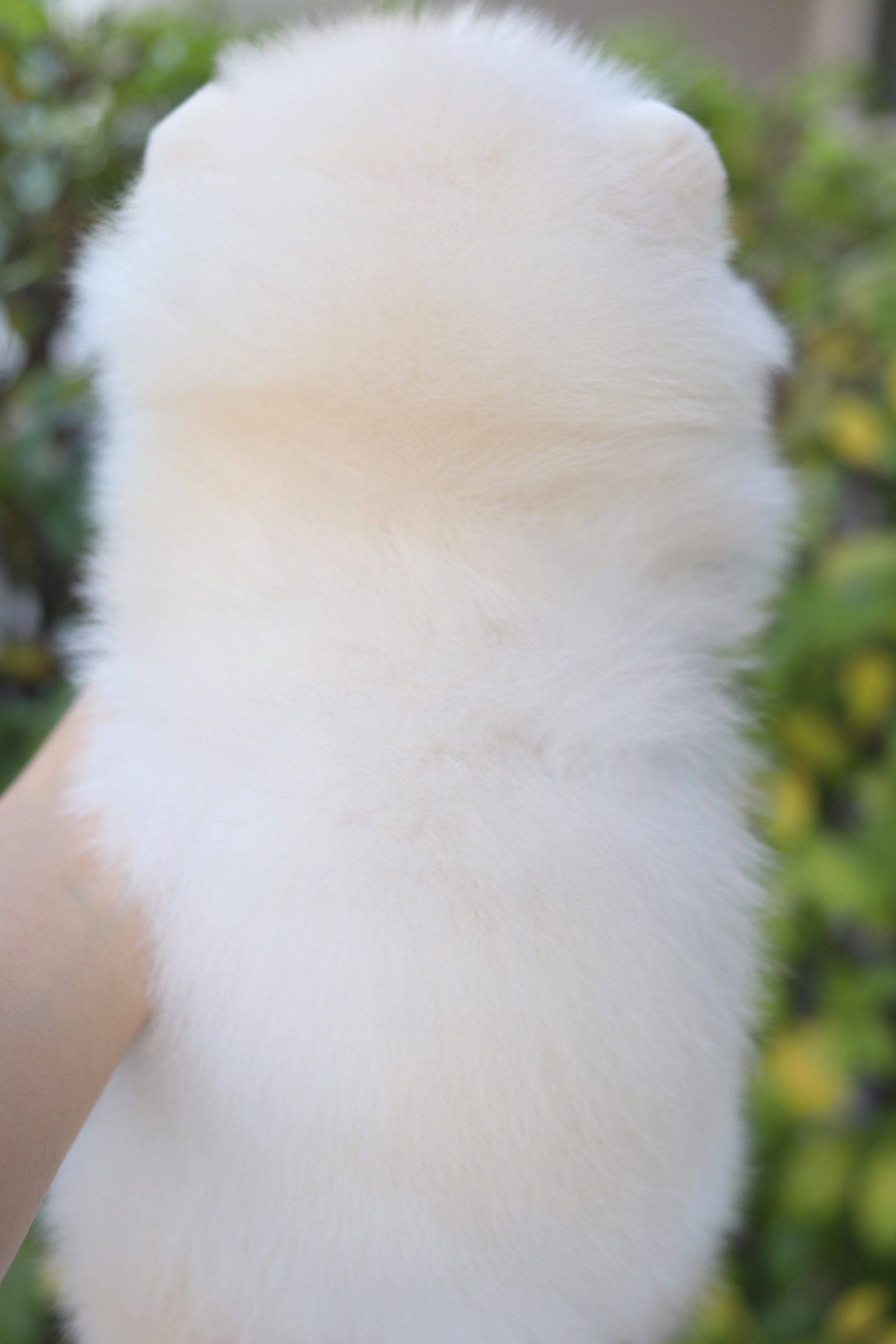 ปอมเมอเรเนียน เพศเมียสีขาวครีม