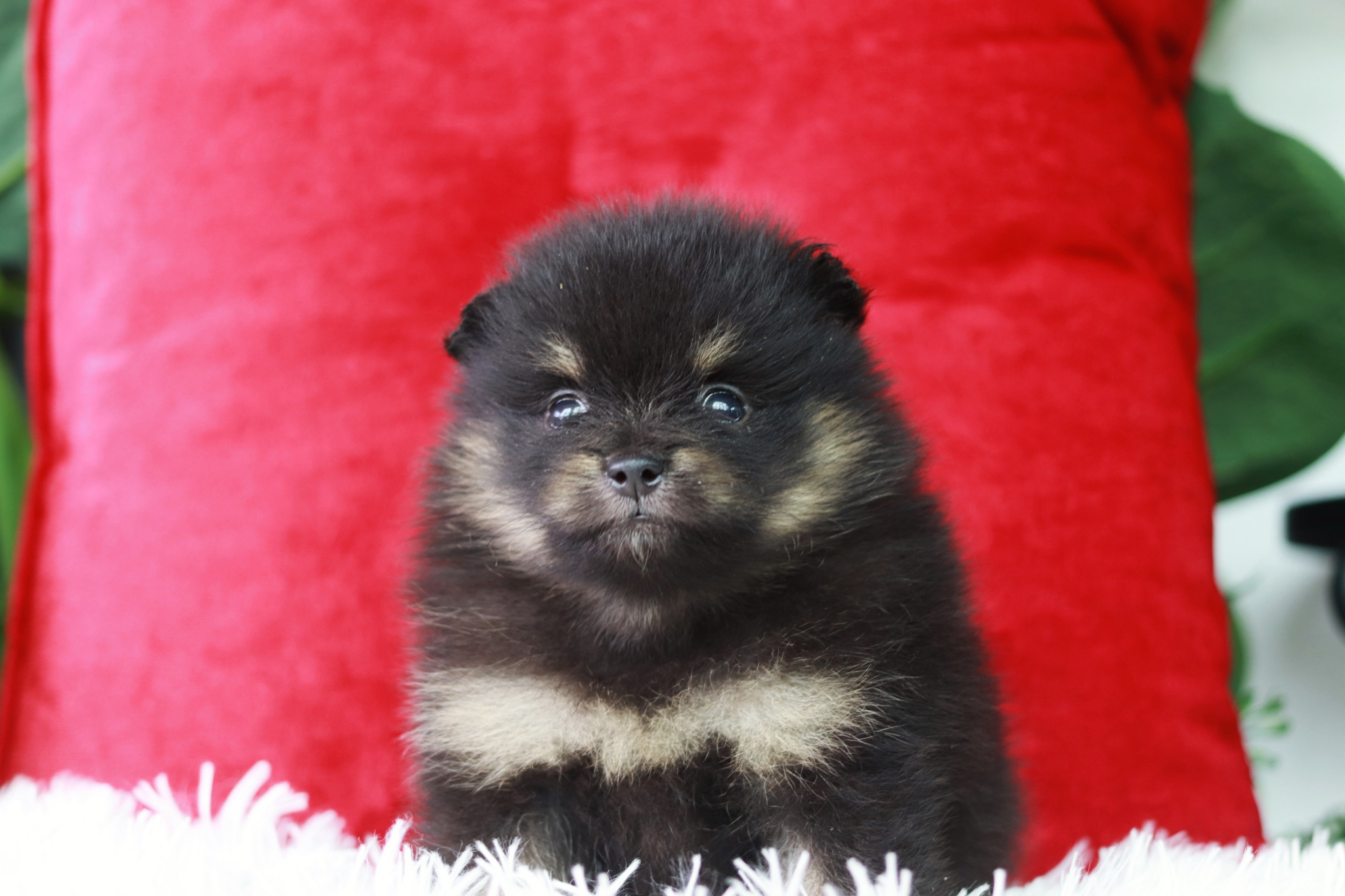 ปอมเมอเรเนียน เพศผู้แบล็คแทน