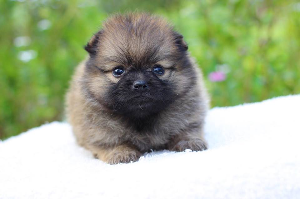 ปอมเมอเรเนียน เพศเมีย