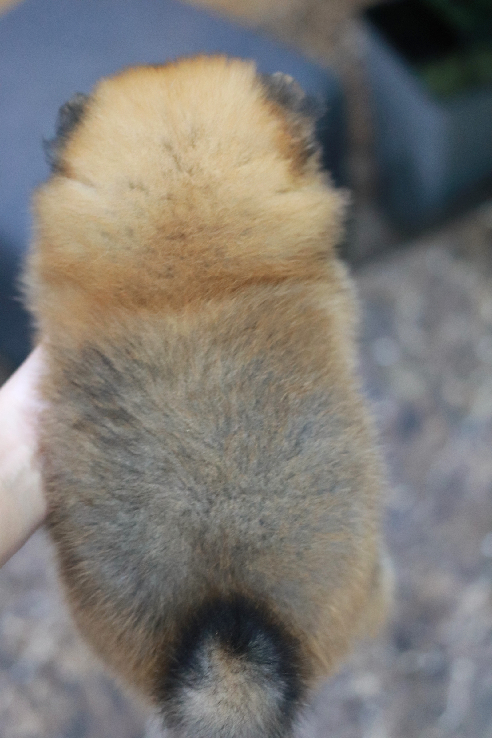 ปอมเมอเรเนียน เพศผู้