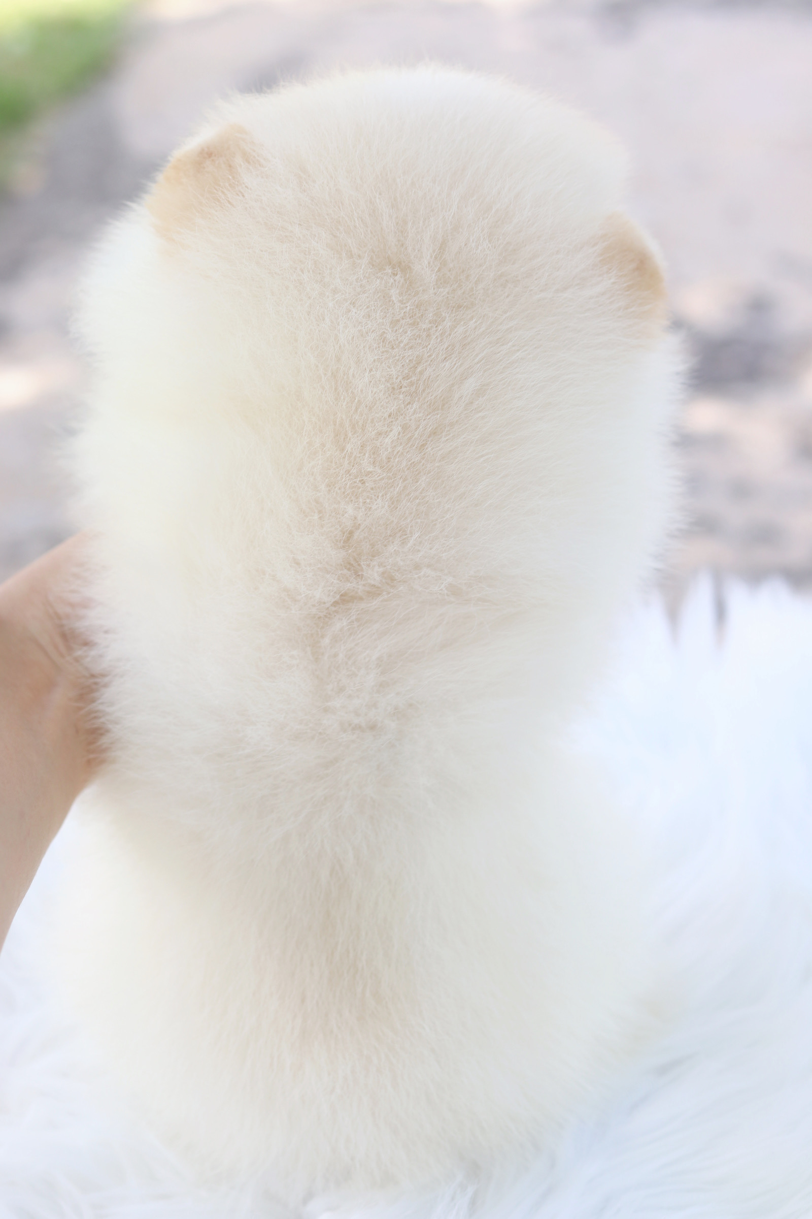 ปอมเมอเรเนียน เพศผู้สีขาวครีมเกรดโชว์