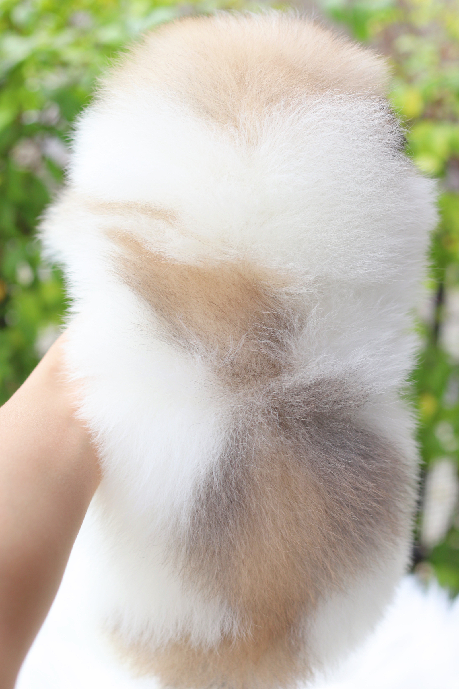 ปอมเมอเรเนียน เพศผู้สีแฟนซี