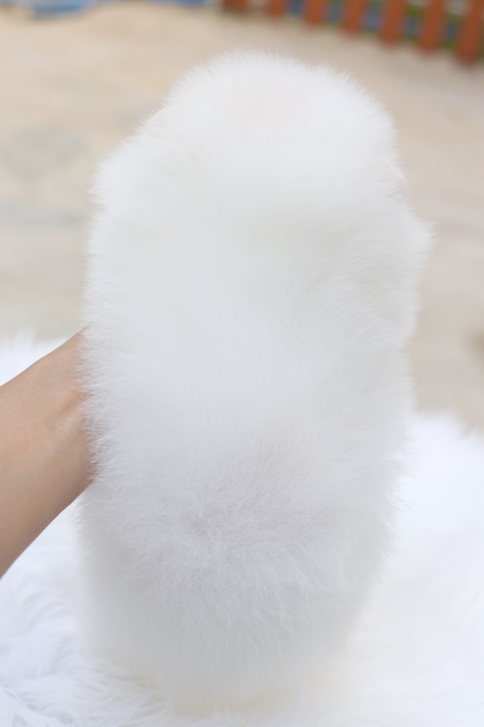 ปอมเมอเรเนียน เพศเมีย สีขาวครีม