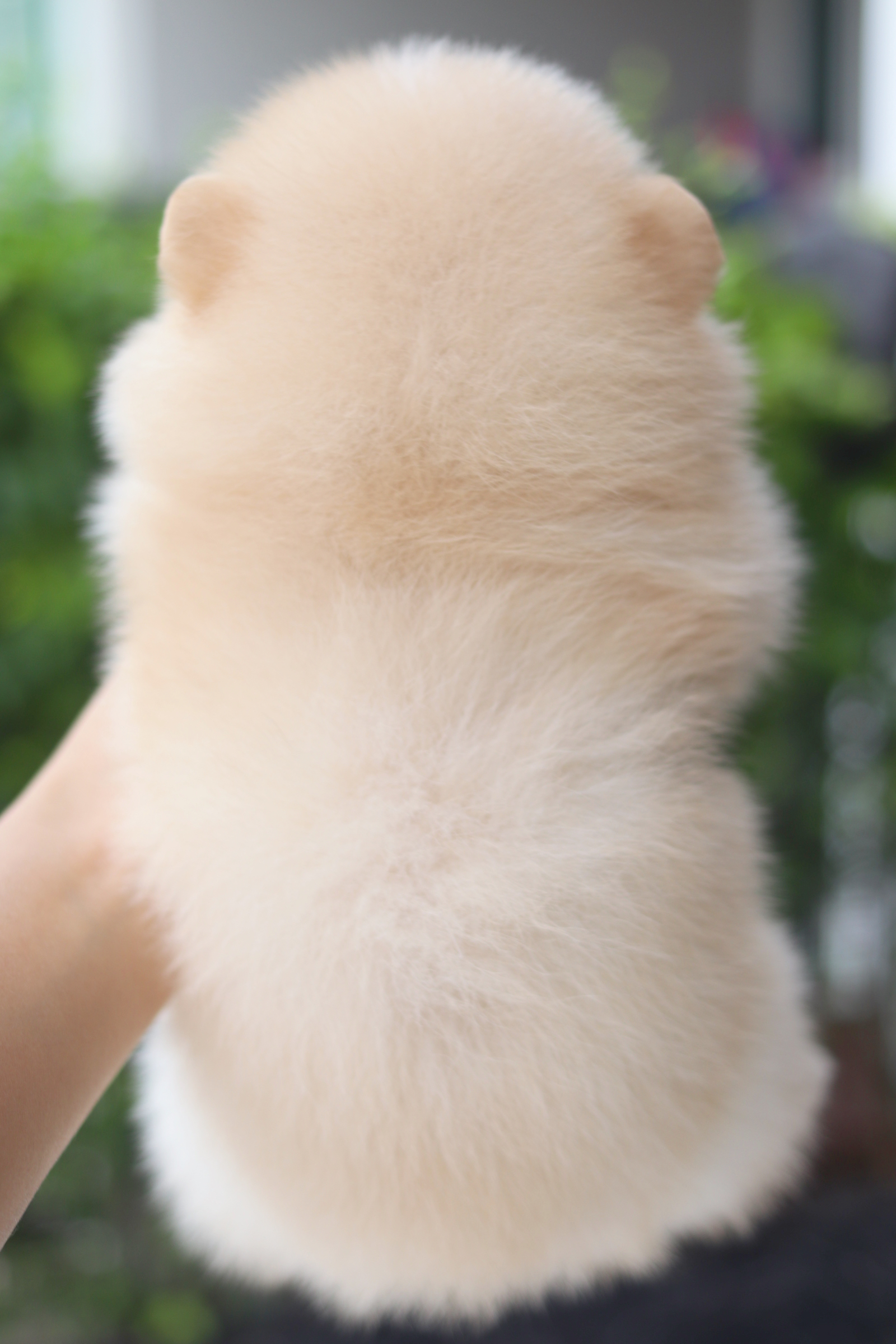 ปอมเมอเรเนียน เพศผู้สีครีม