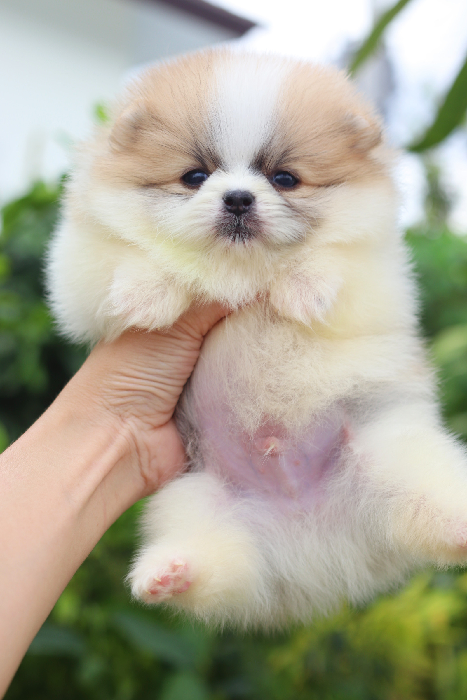 ปอมเมอเรเนียน เพศผู้แฟนซีเกรดโชว์