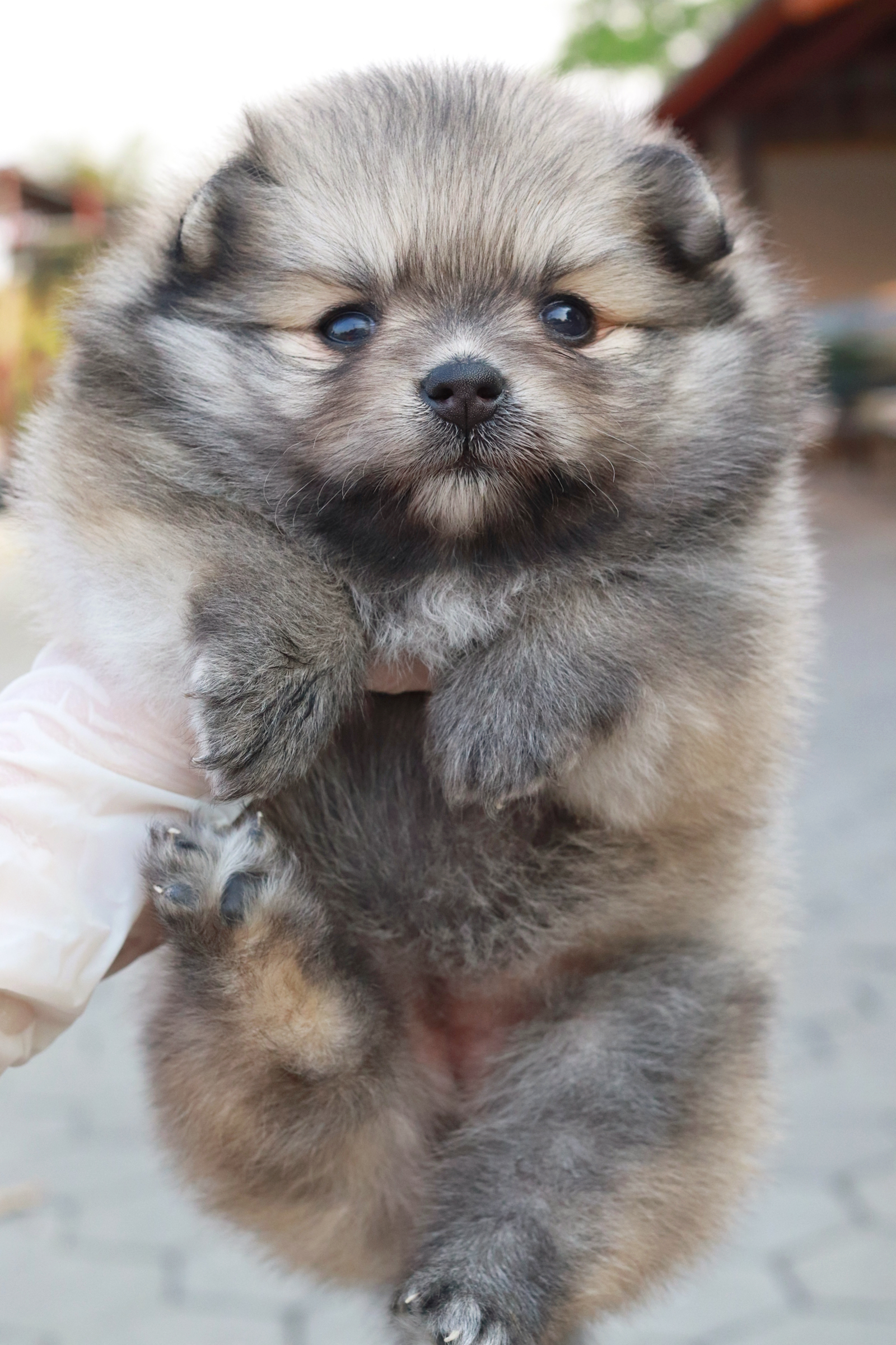 ปอมเมอเรเนียน เพศเมีย ส้ม