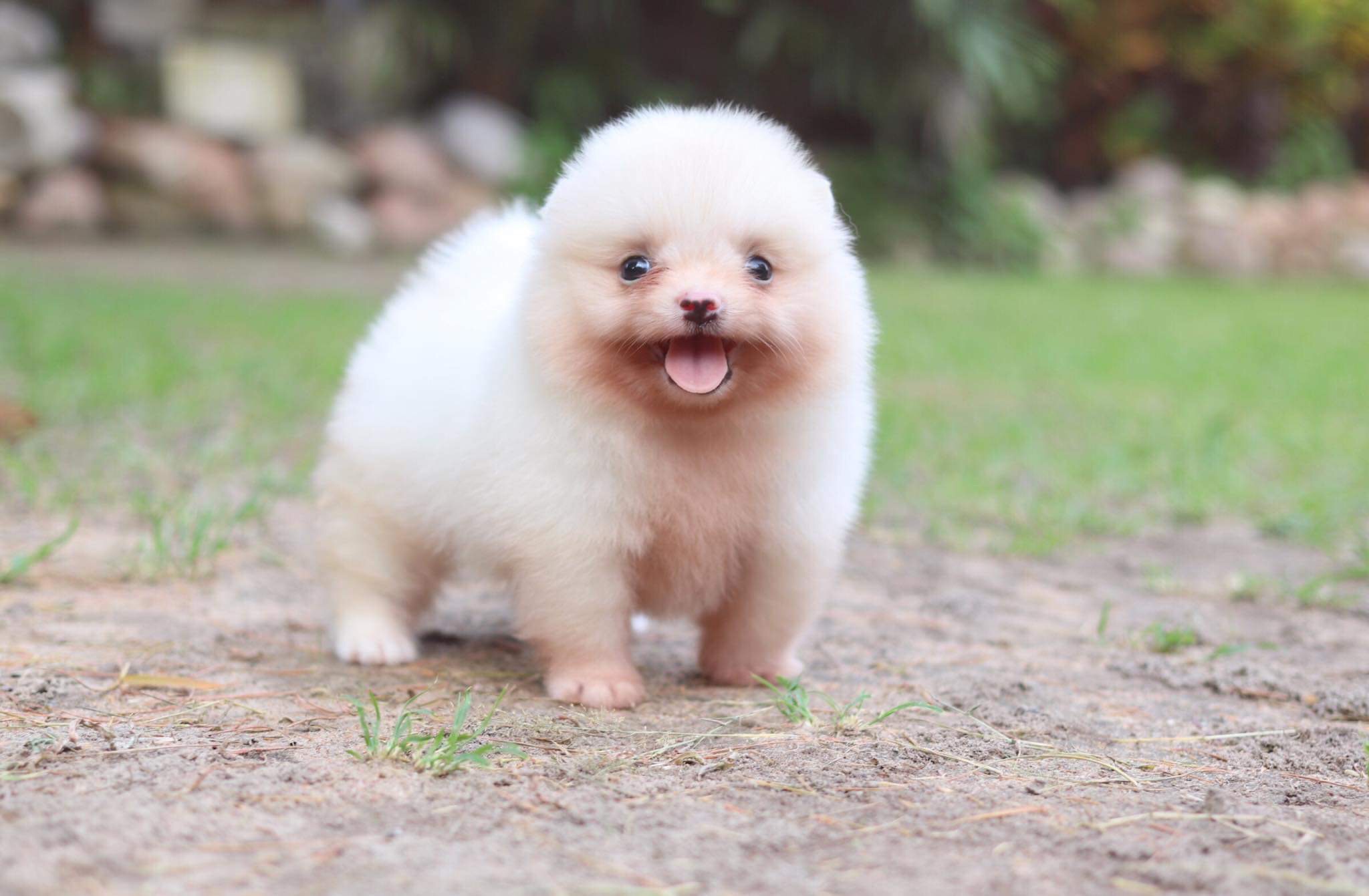 ปอมเมอเรเนียน เพศผู้