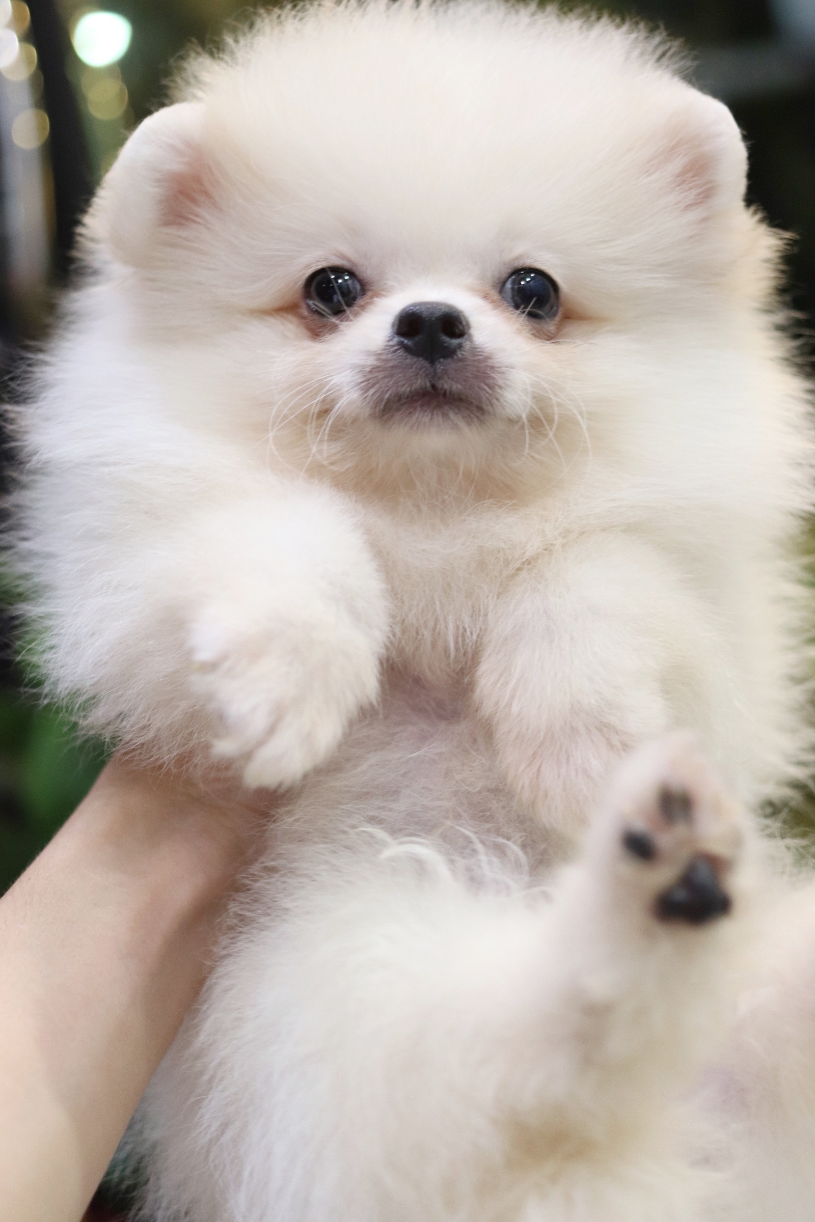 ปอมเมอเรเนียน เพศผู้ สีขาวครีม