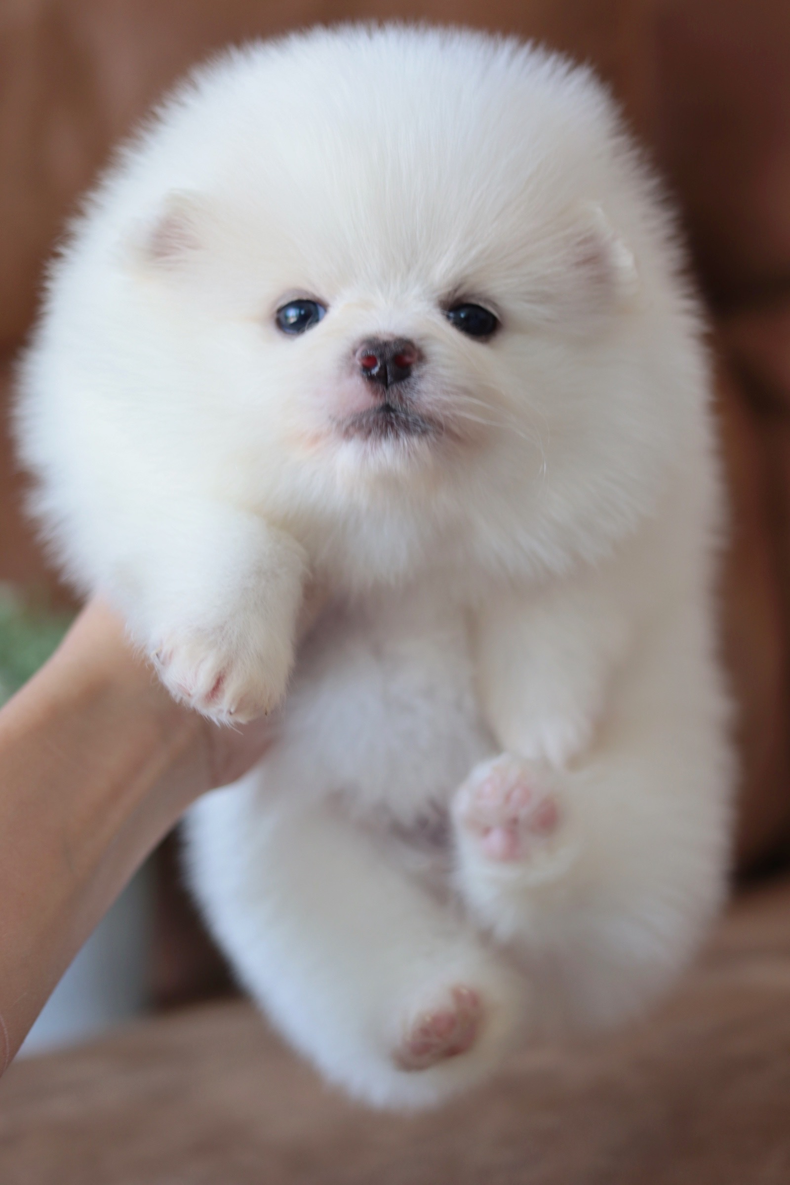 ปอมเมอเรเนียน เพศผู้สีขาว