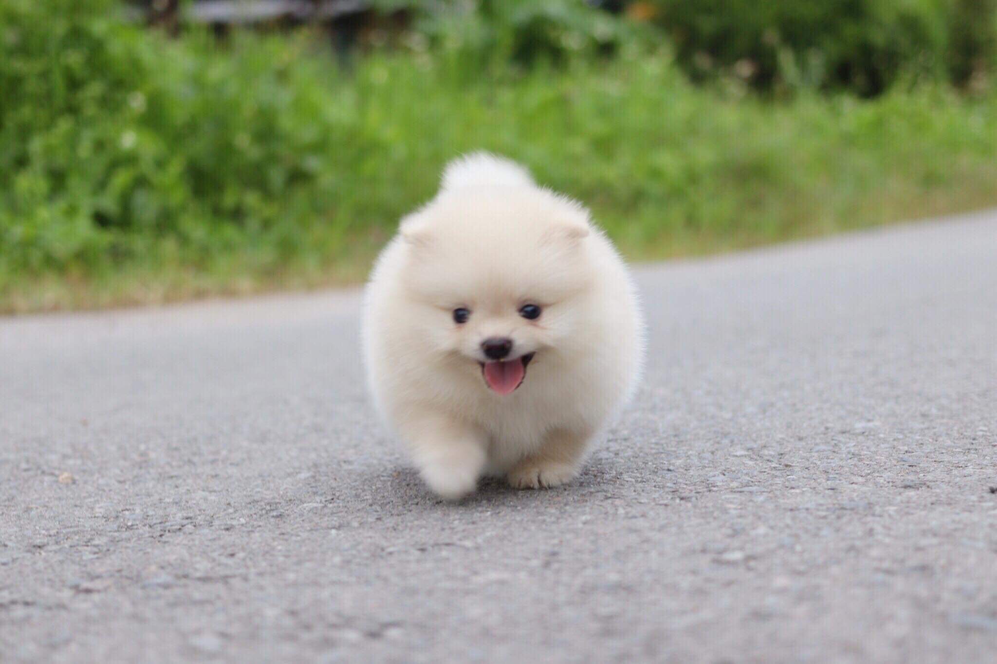 ปอมเมอเรเนียน เพศผู้