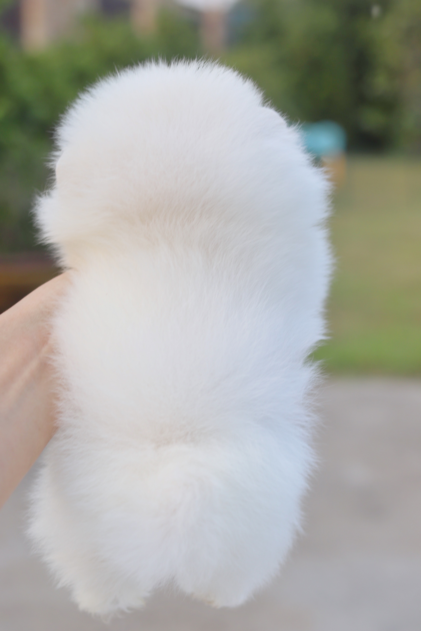 ปอมเมอเรเนียน เพศผู้ ไซส์เล็กสีขาวครีม เกรดโชว์