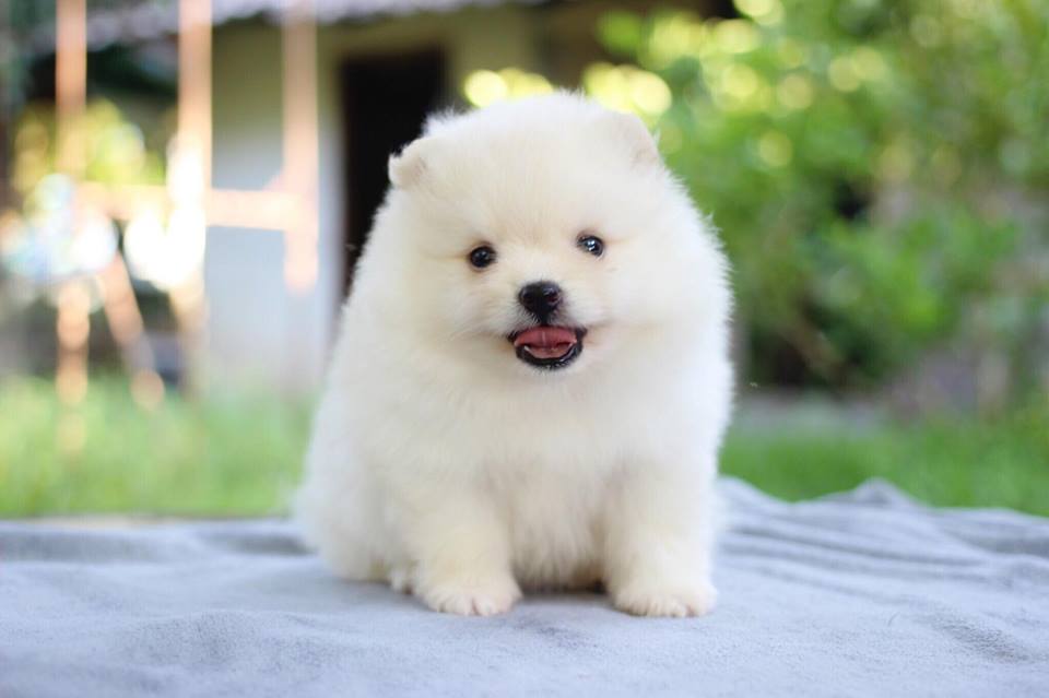 ปอมเมอเรเนียน เพศเมีย