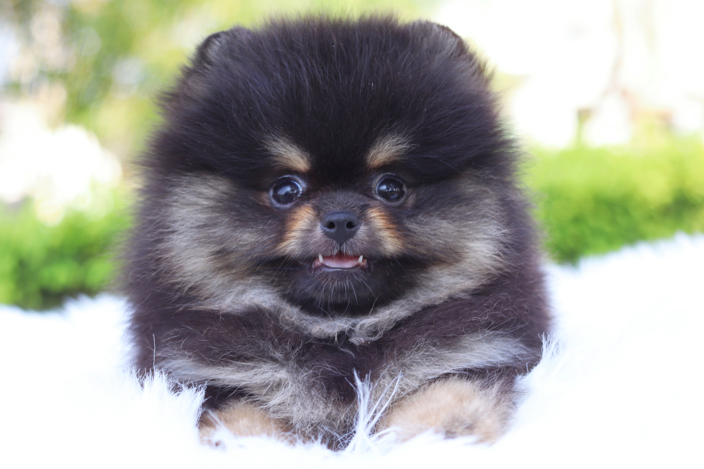 ปอมเมอเรเนียน เพศเมียสีแบล็คแทน เกรดโชว์