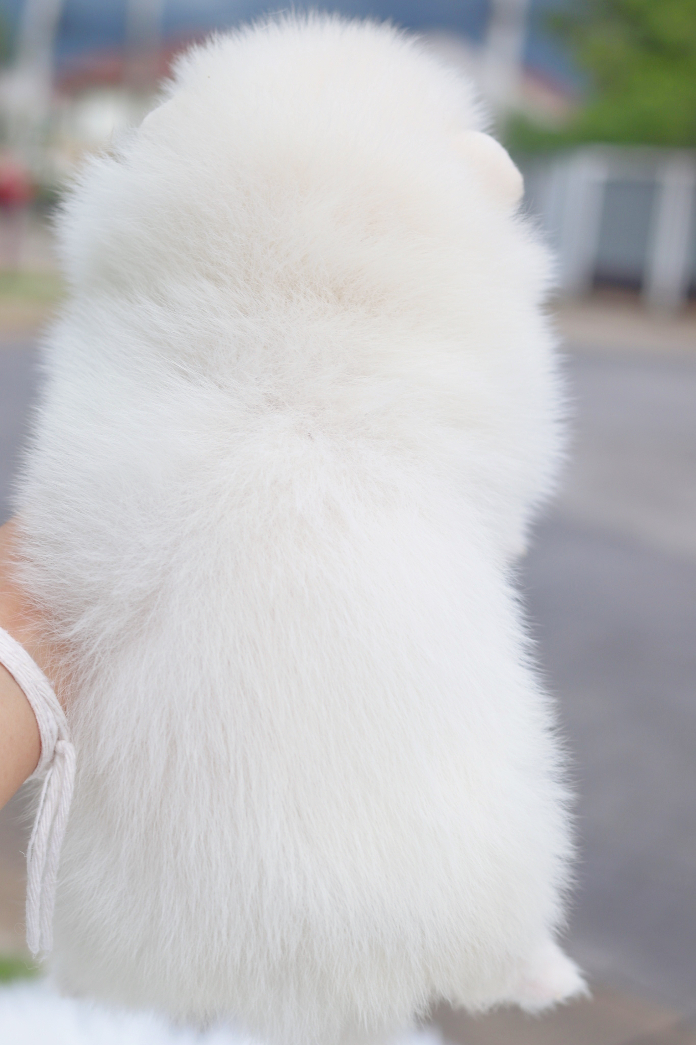 ปอมเมอเรเนียน เพศเมียสีขาวครีมเกรดโชว์