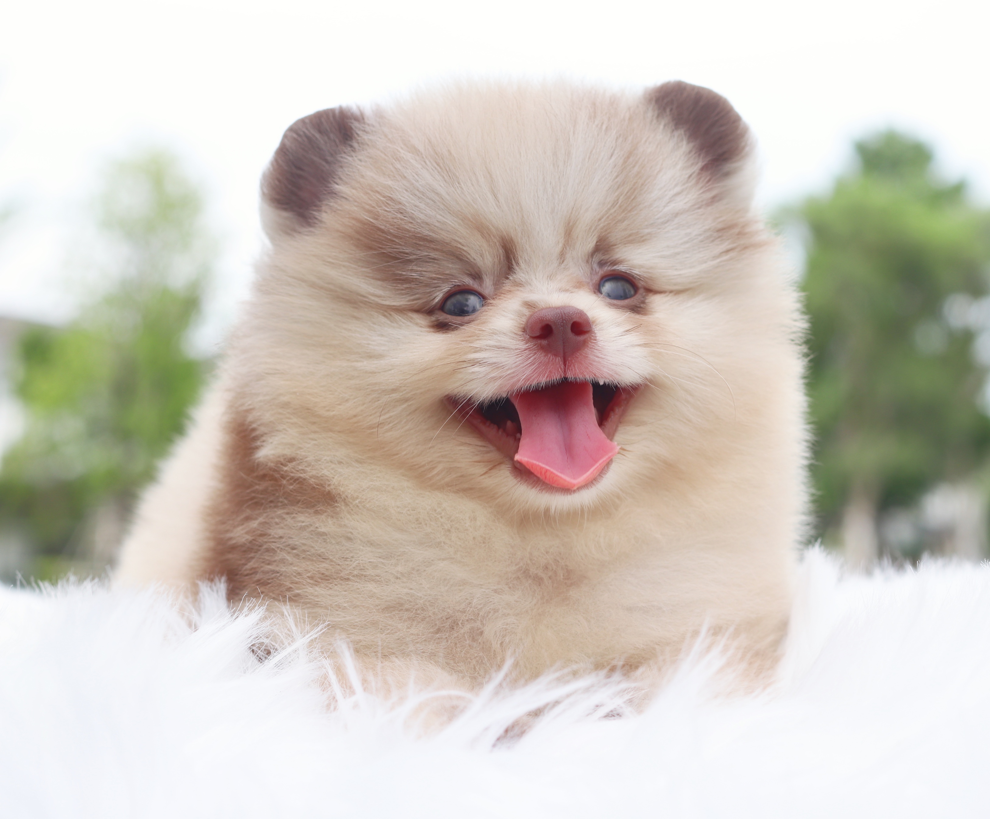 ปอมเมอเรเนียน เพศผู้สีช็อคเมอร์เร่