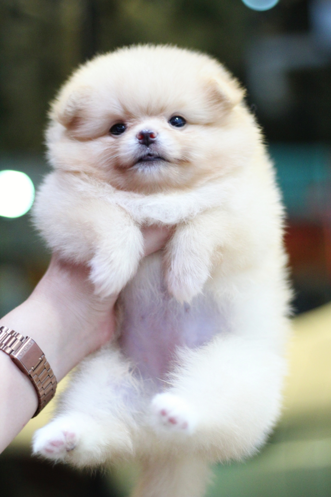 ปอมเมอเรเนียน เพศเมียสีครีม