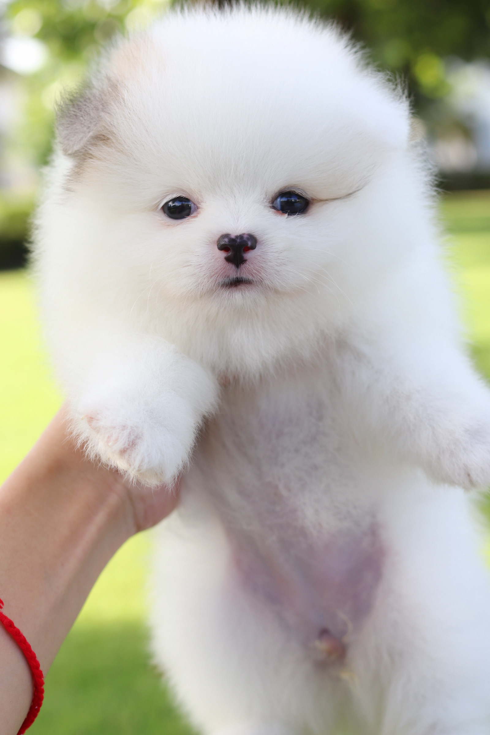 ปอมเมอเรเนียน เพศเมียสีแฟนซี