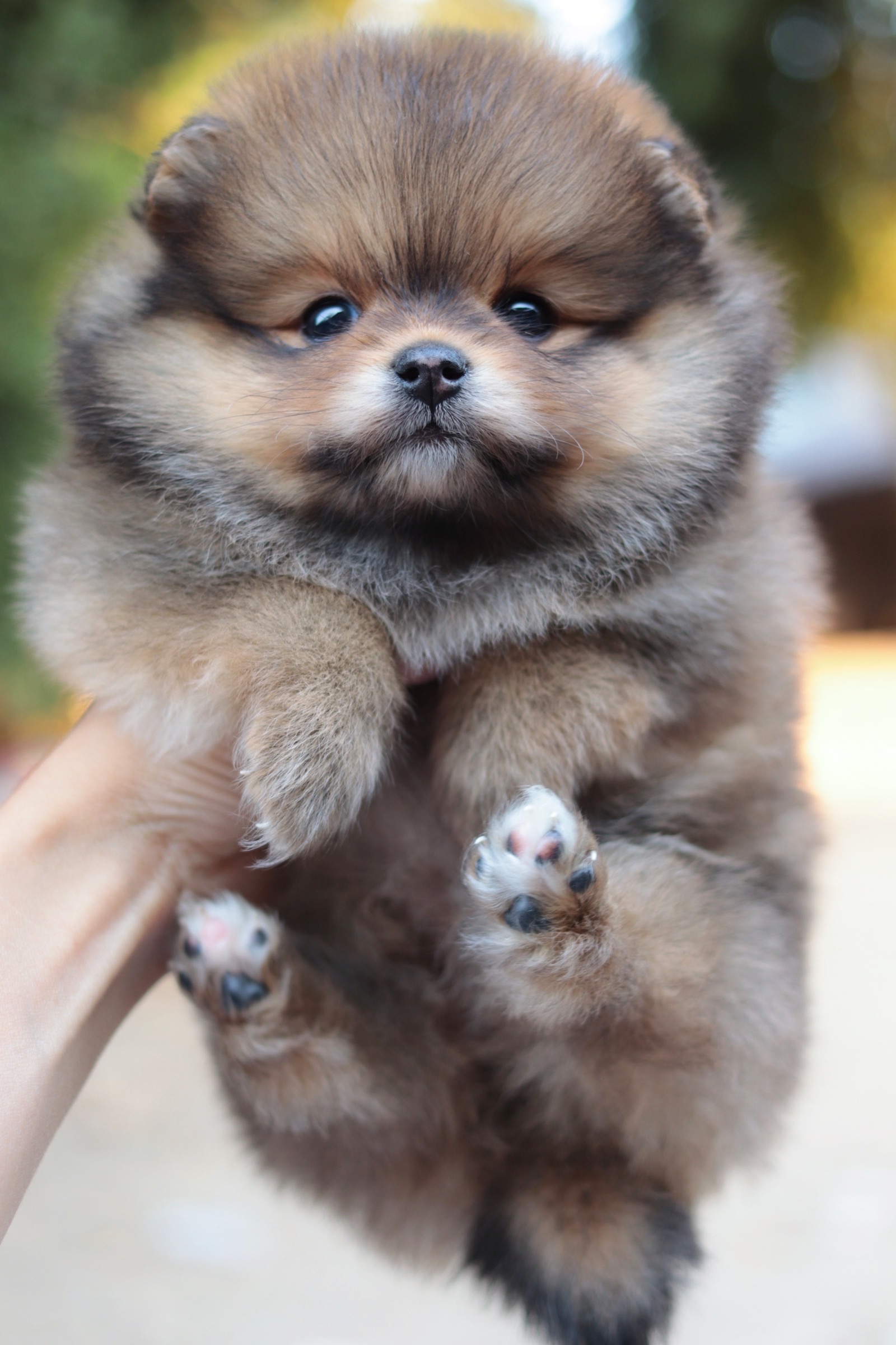 ปอมเมอเรเนียน เพศเมียสีส้ม หน้าฟ็อก