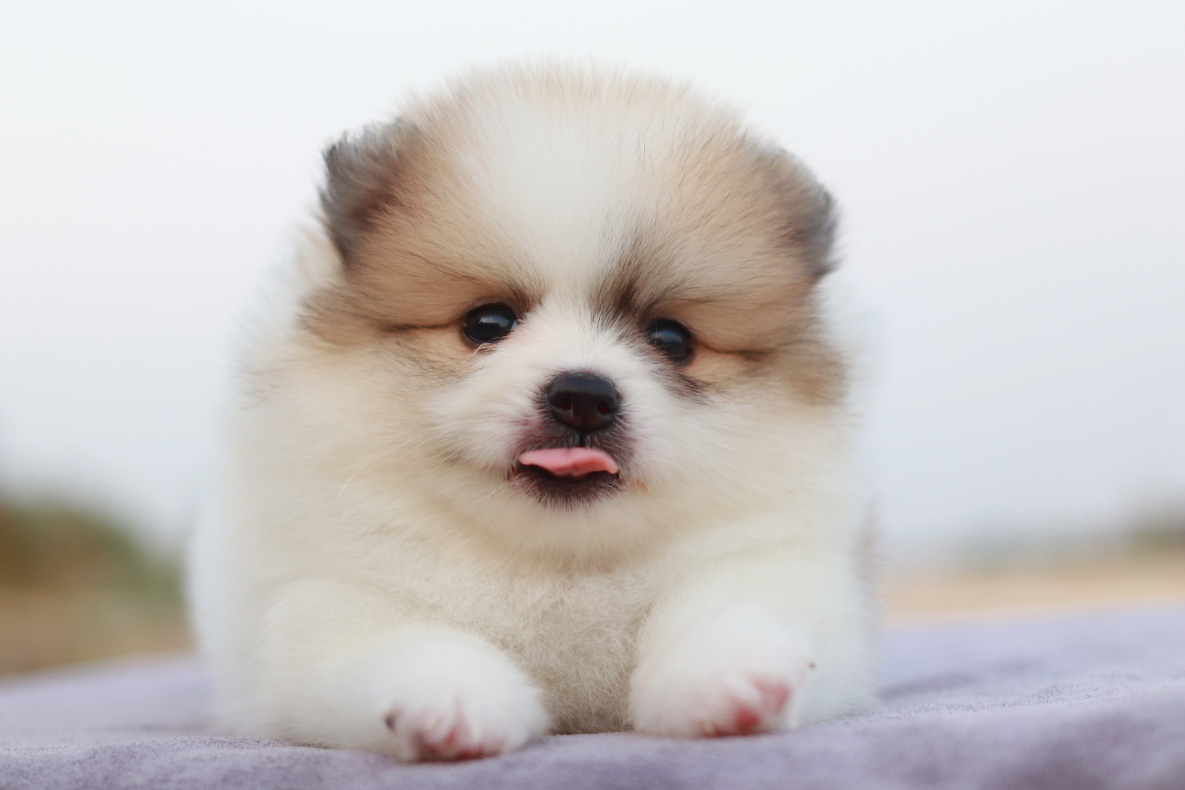 ปอมเมอเรเนียน เพศเมีย