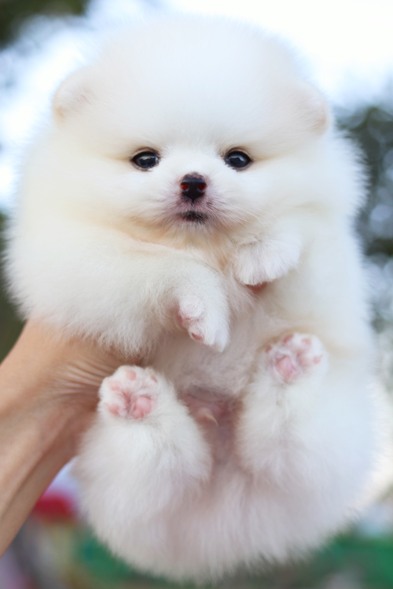 ปอมเมอเรเนียน เพศผู้ สีขาวครีม เกรดโชว์