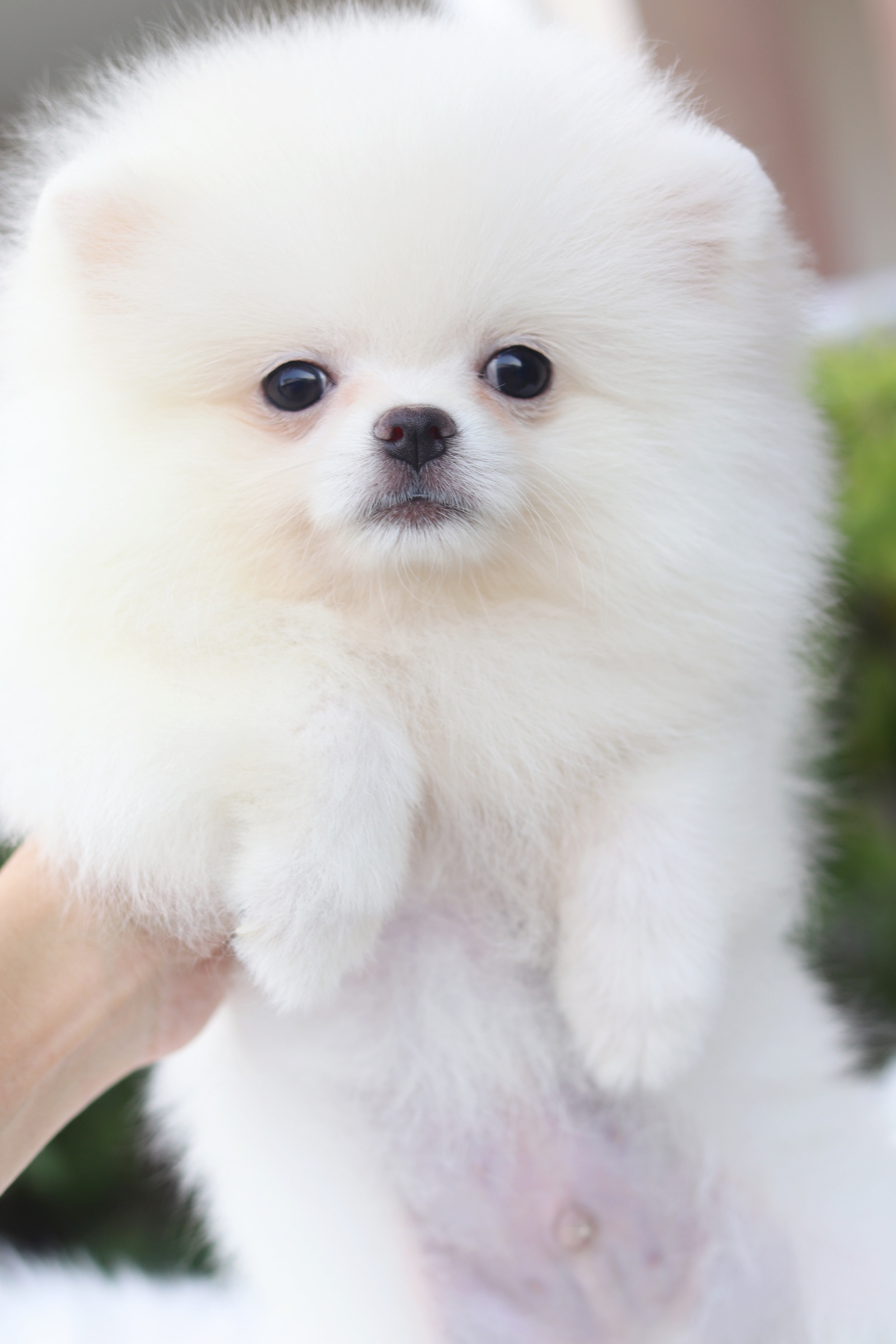 ปอมเมอเรเนียน เพศผู้สีขาวครีม