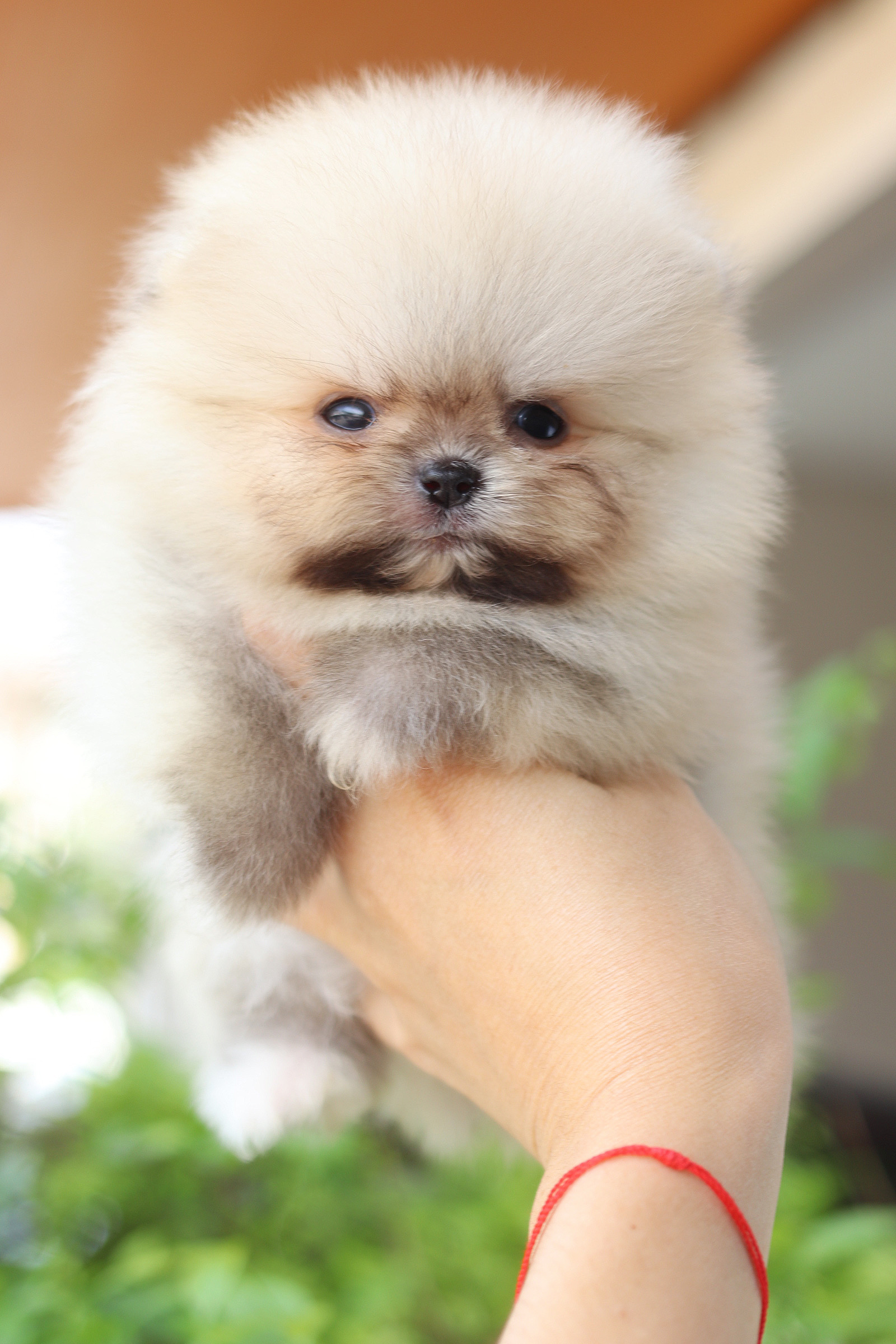 ปอมเมอเรเนียน เพศผู้สีส้ม เกรดโชว์ ทีคัพ