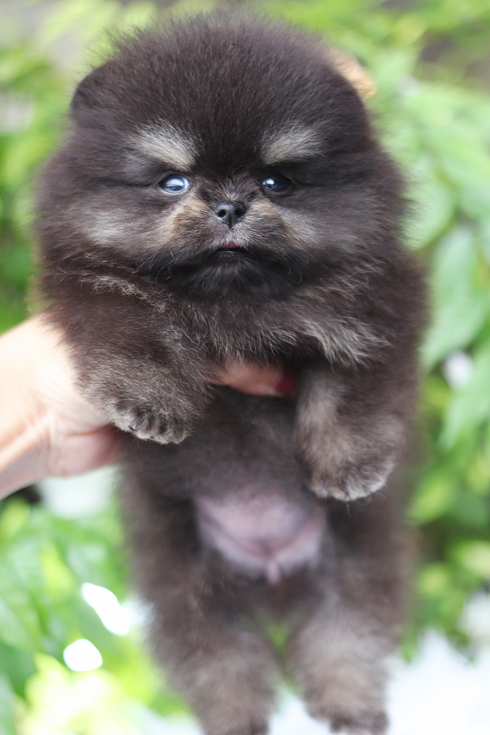 ปอมเมอเรเนียน เพศเมียสีแบล็คแทน