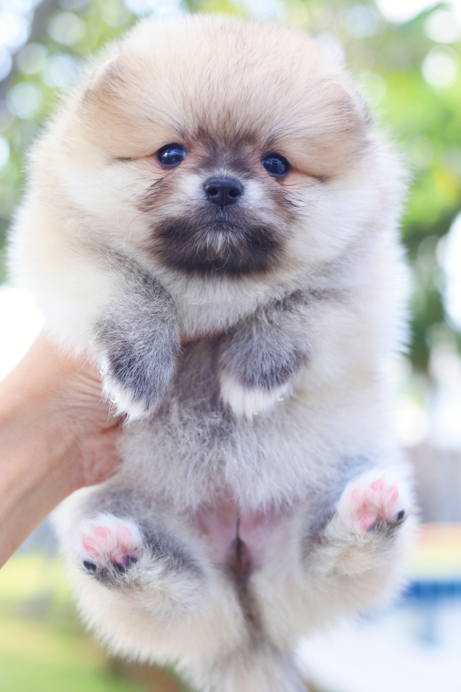 ปอมเมอเรเนียน เพศเมีย สีส้ม