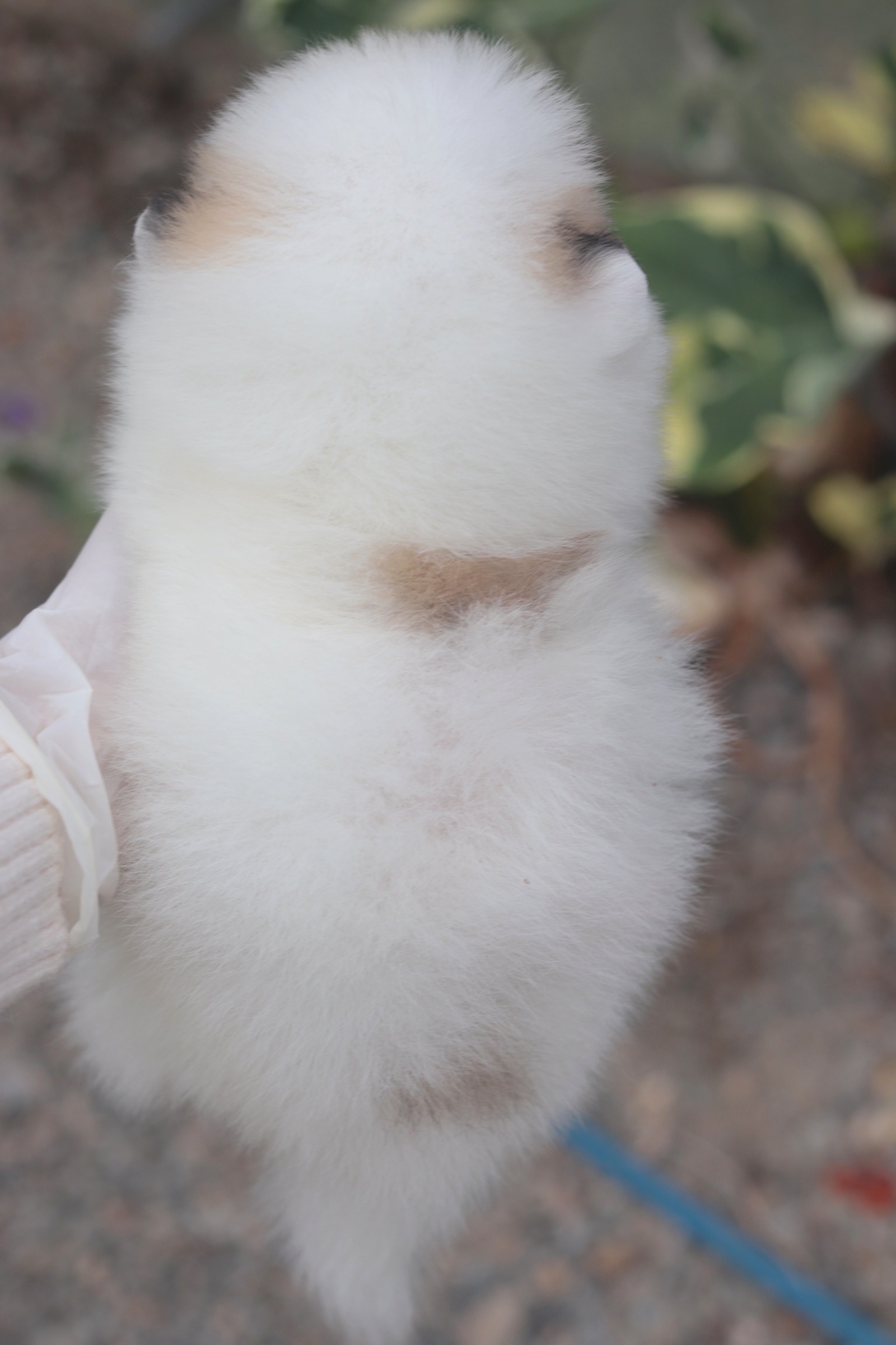 ปอมเมอเรเนียน เพศผู้ สีแฟนซี