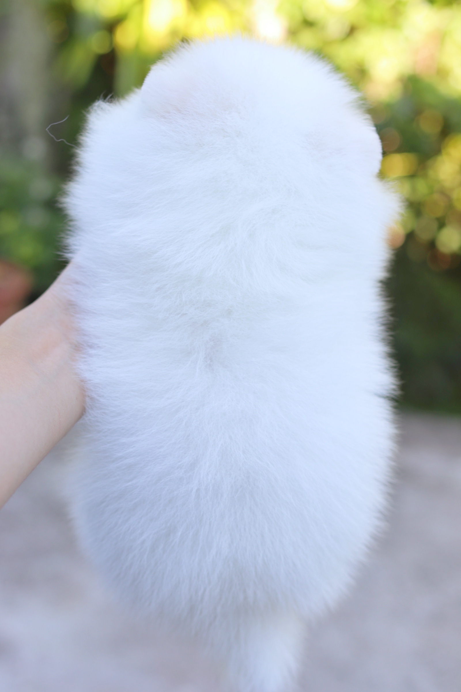 ปอมเมอเรเนียน เพศผู้ ขาว