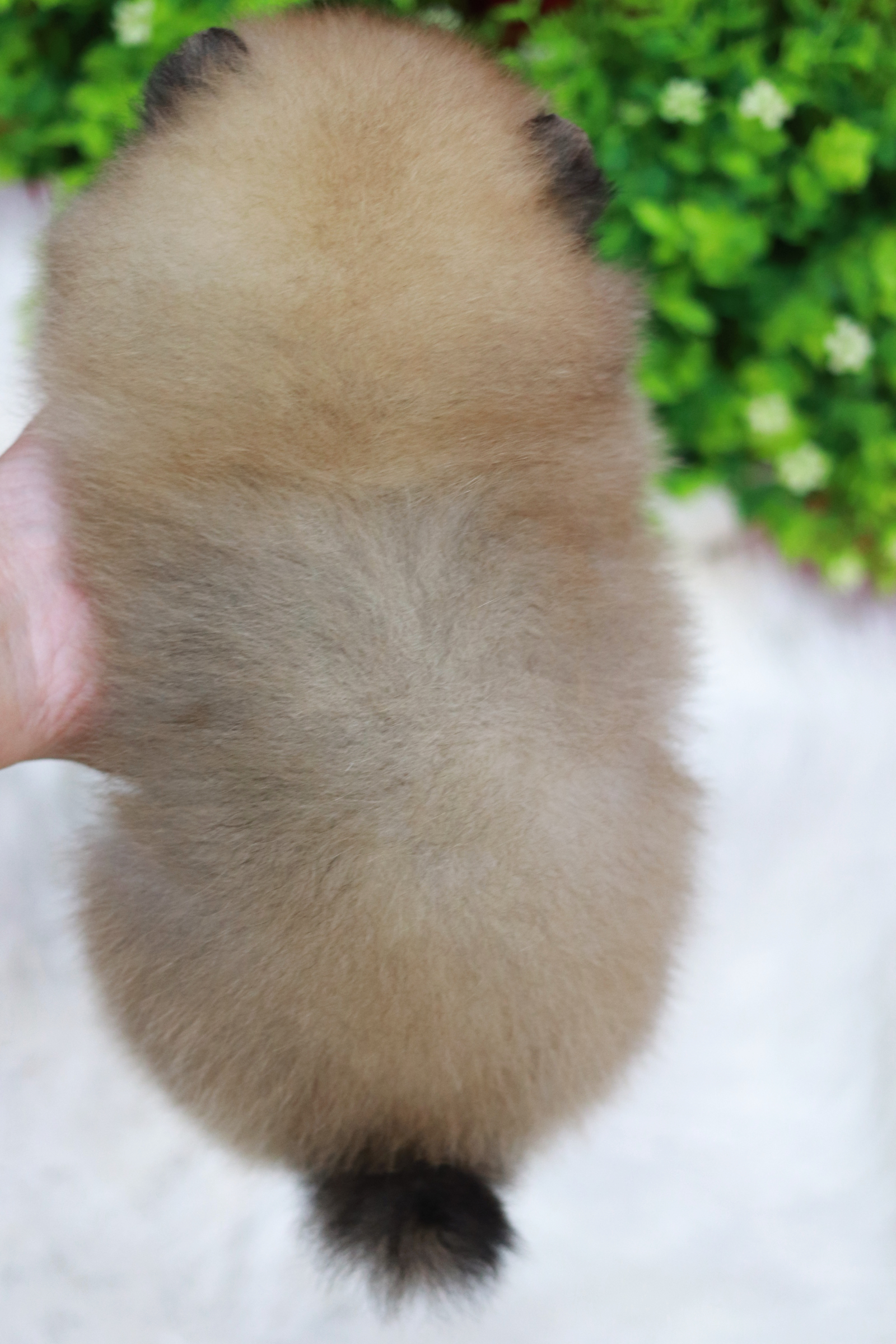 ปอมเมอเรเนียน เพศผู้ สีส้ม ขนแน่นหน้าตุ๊กตา