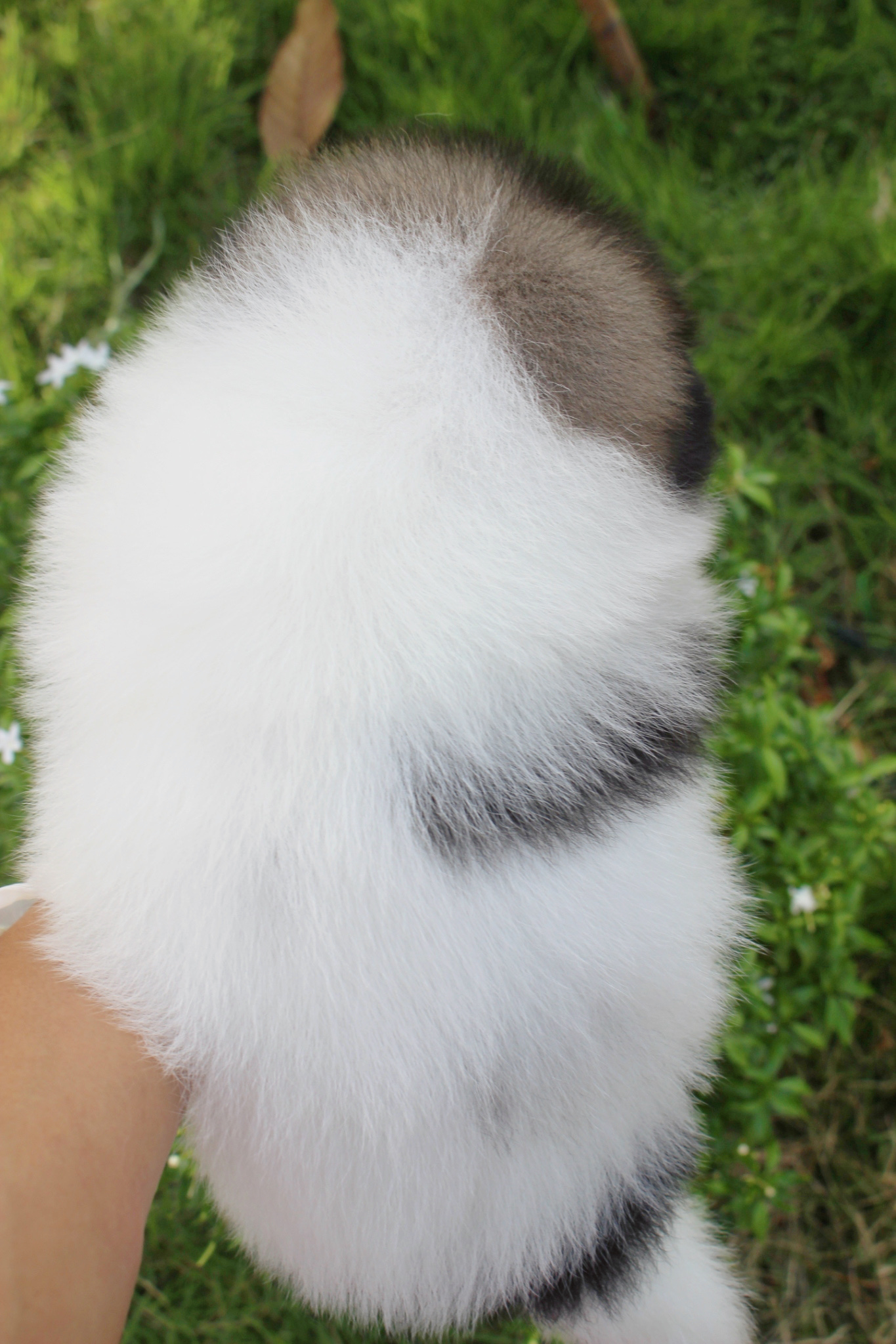 ปอมเมอเรเนียน เพศผู้แฟนซี