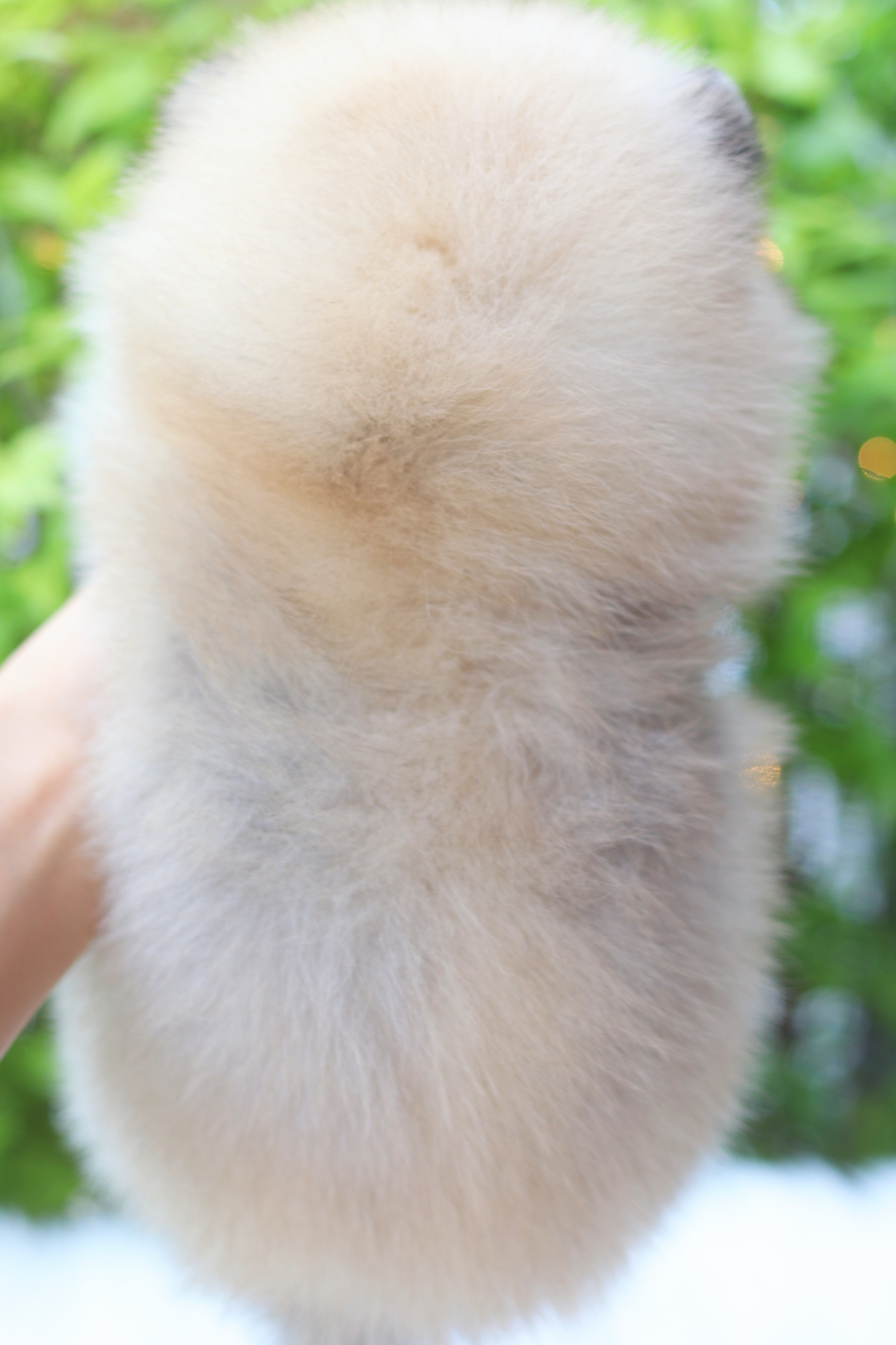 ปอมเมอเรเนียน เพศเมียสีส้ม