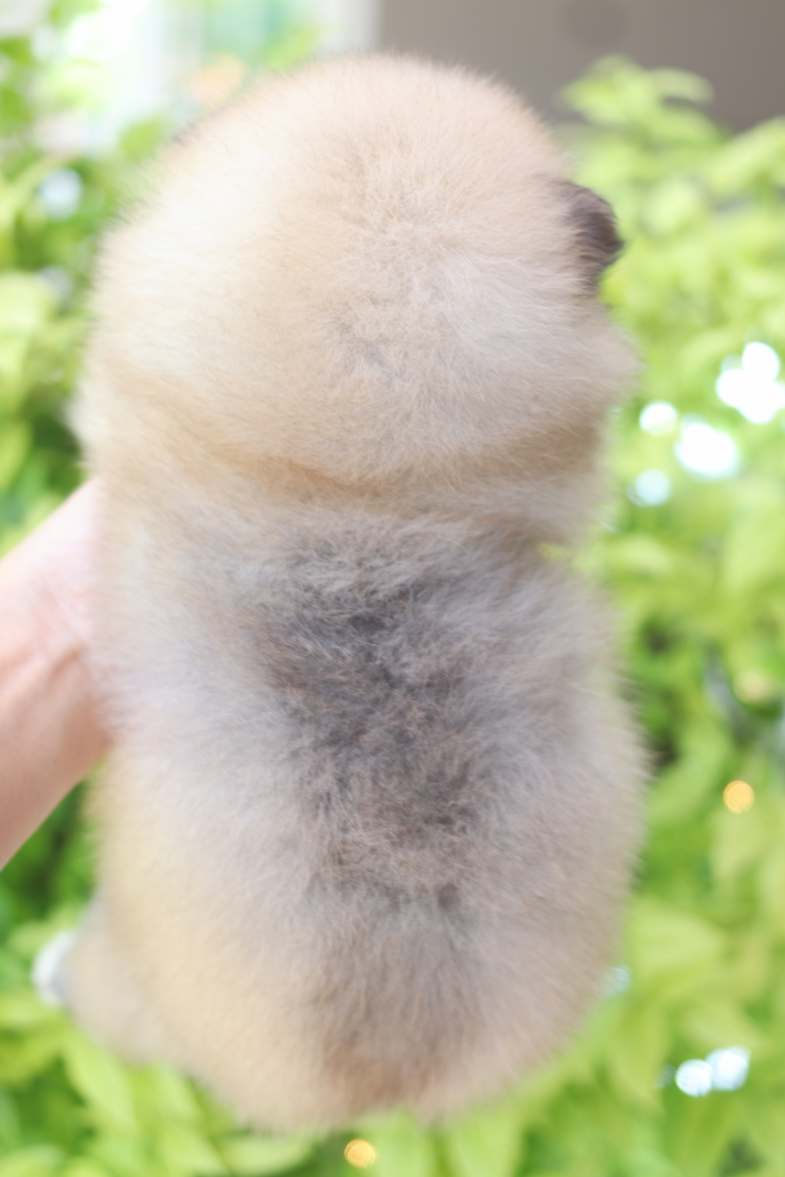 ปอมเมอเรเนียน เพศผู้สีส้ม