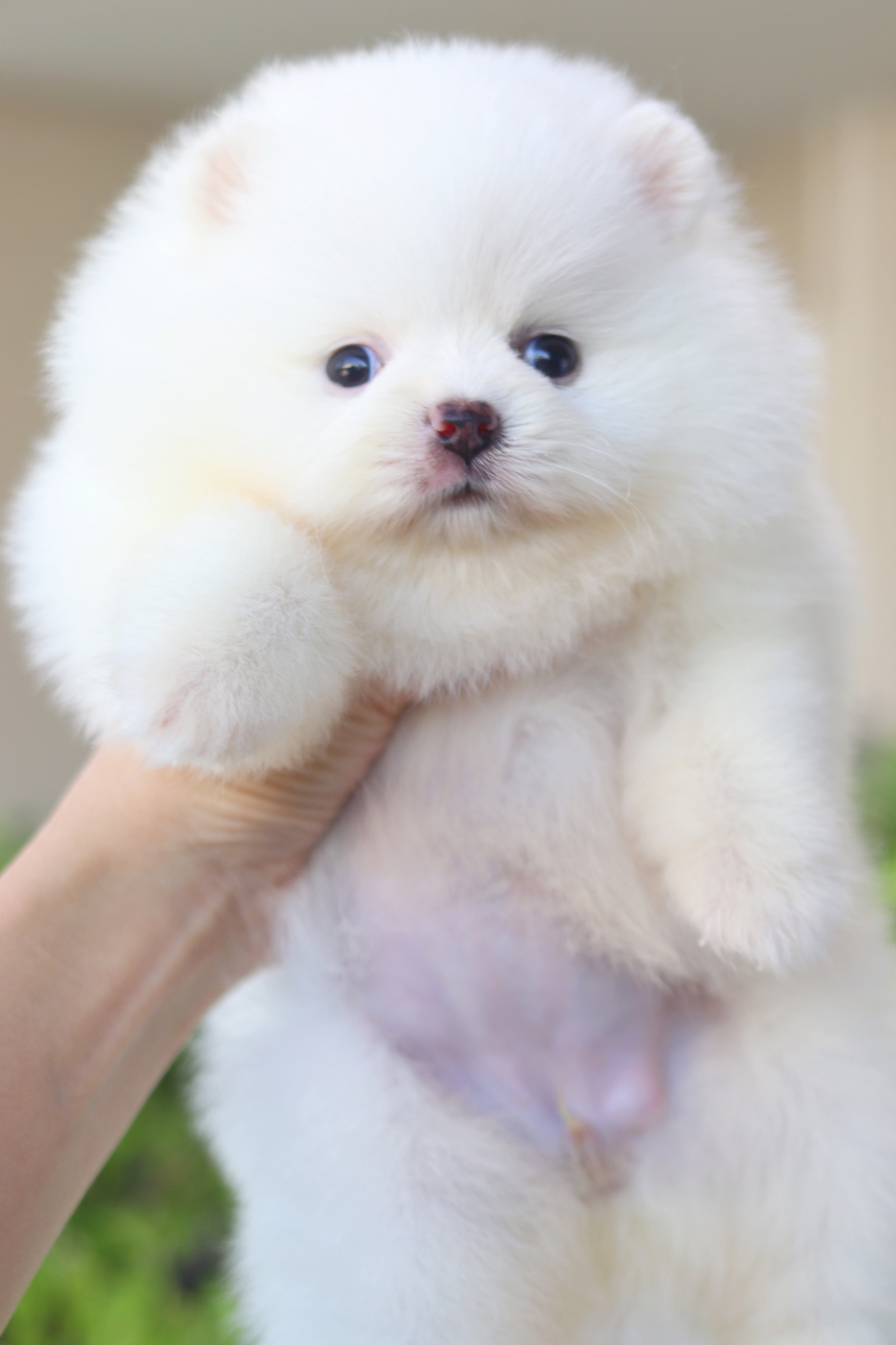 ปอมเมอเรเนียน เพศเมียสีขาว หัวแต้มครีมนิดๆเกรดโชว์